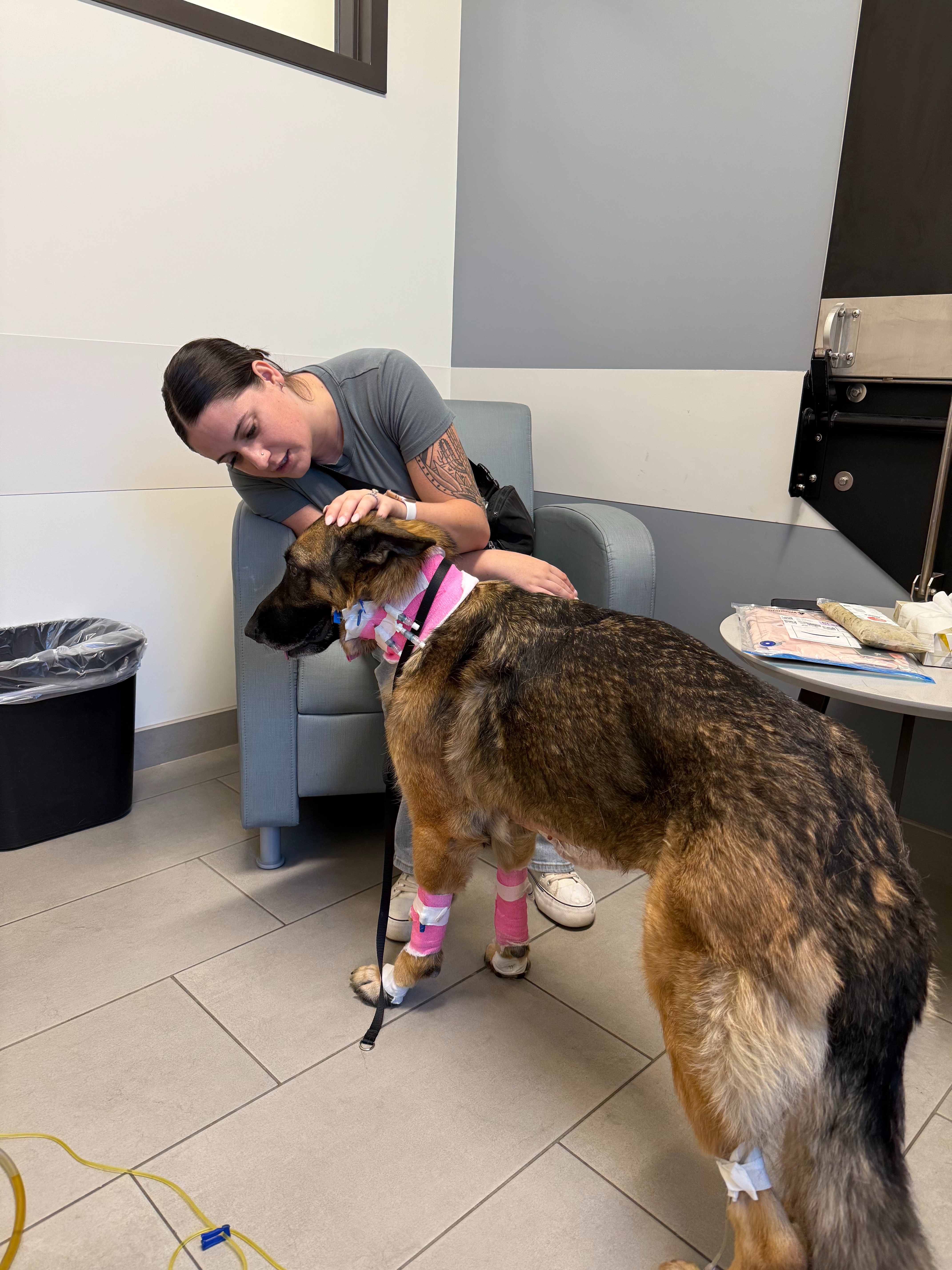 Help Taylor & Logan Save Nala After Emergency Surgery campaign photo, 7 of 8