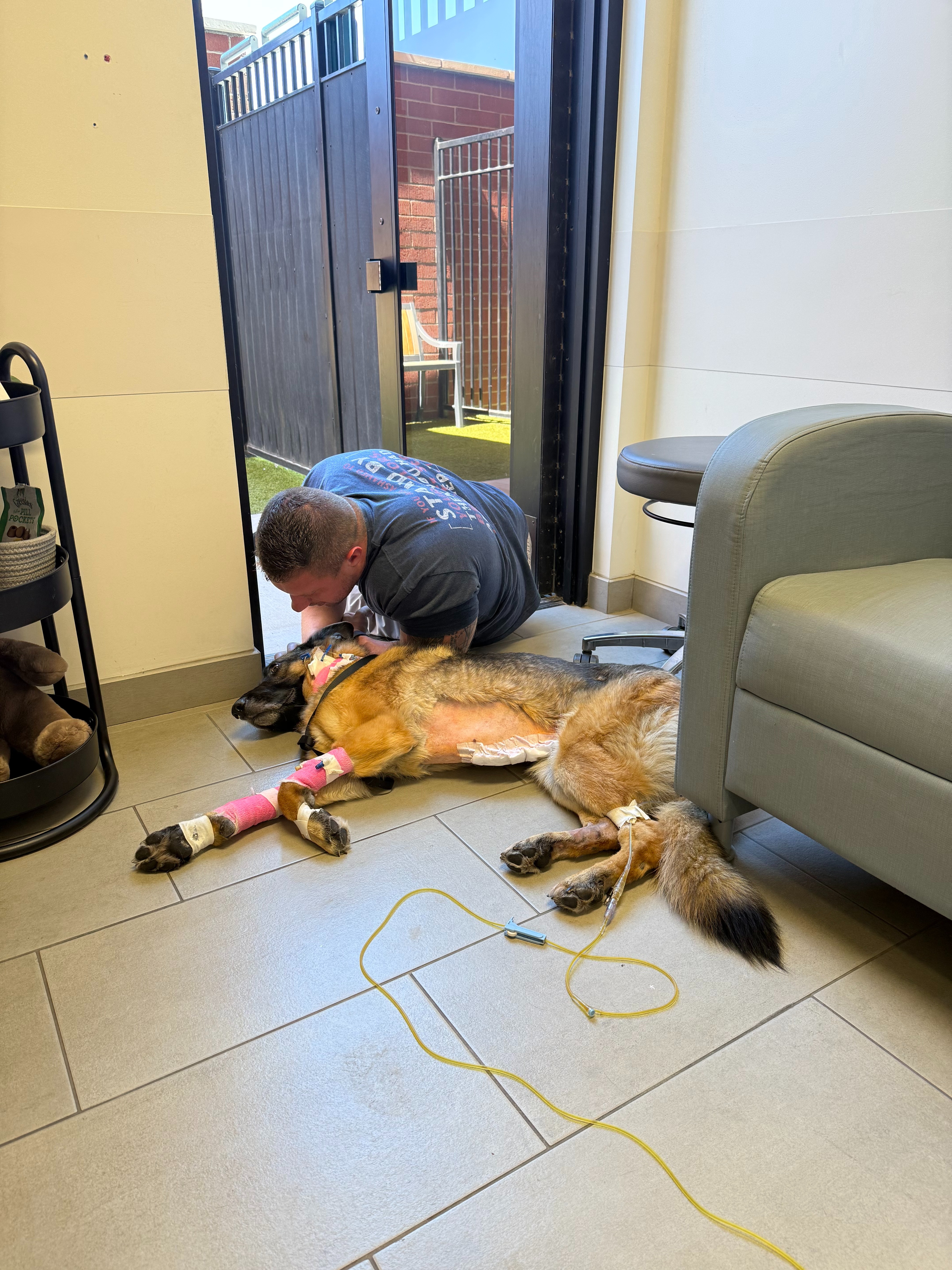 Help Taylor & Logan Save Nala After Emergency Surgery campaign photo, 2 of 8