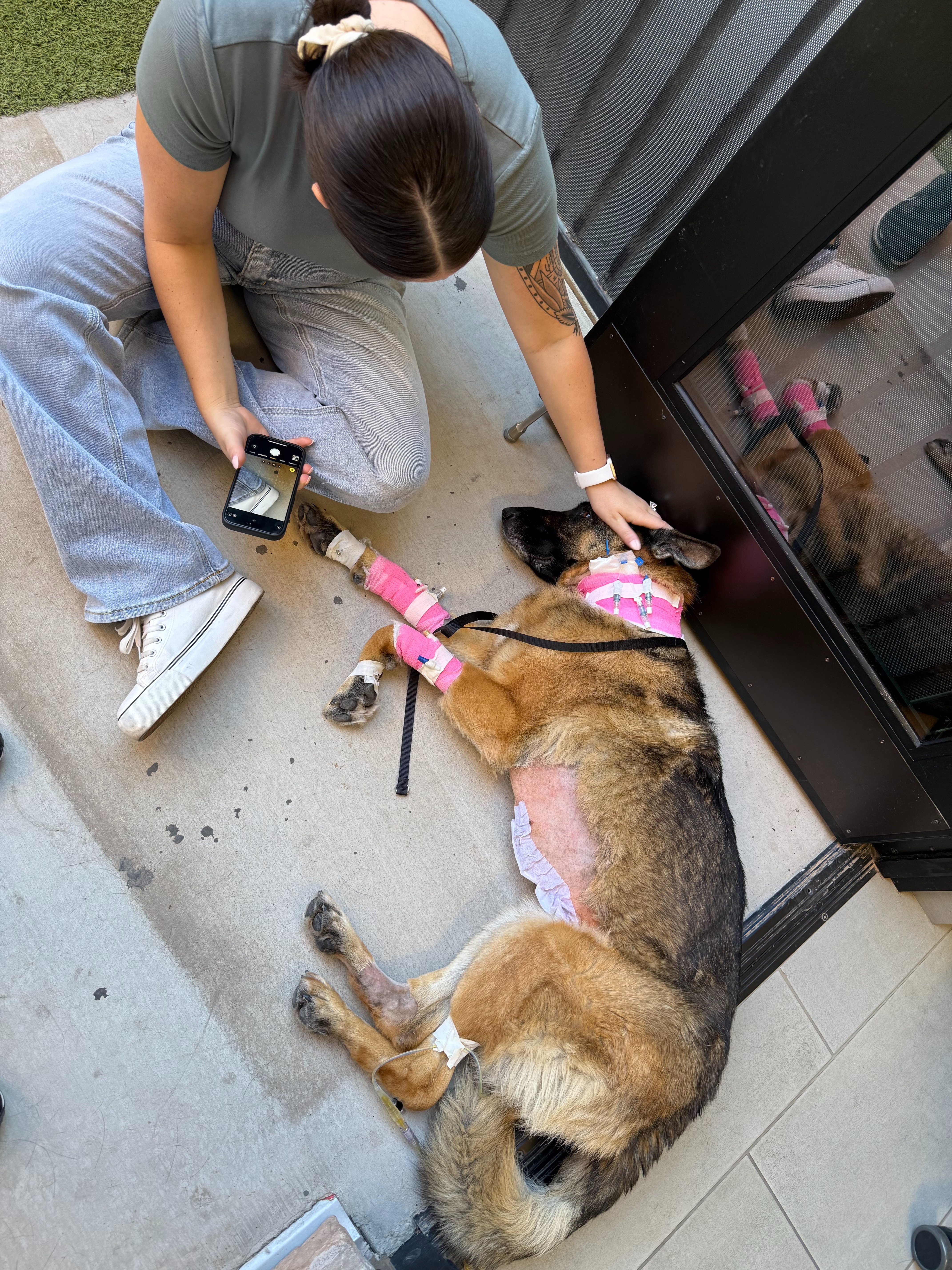 Help Taylor & Logan Save Nala After Emergency Surgery campaign photo, 4 of 8