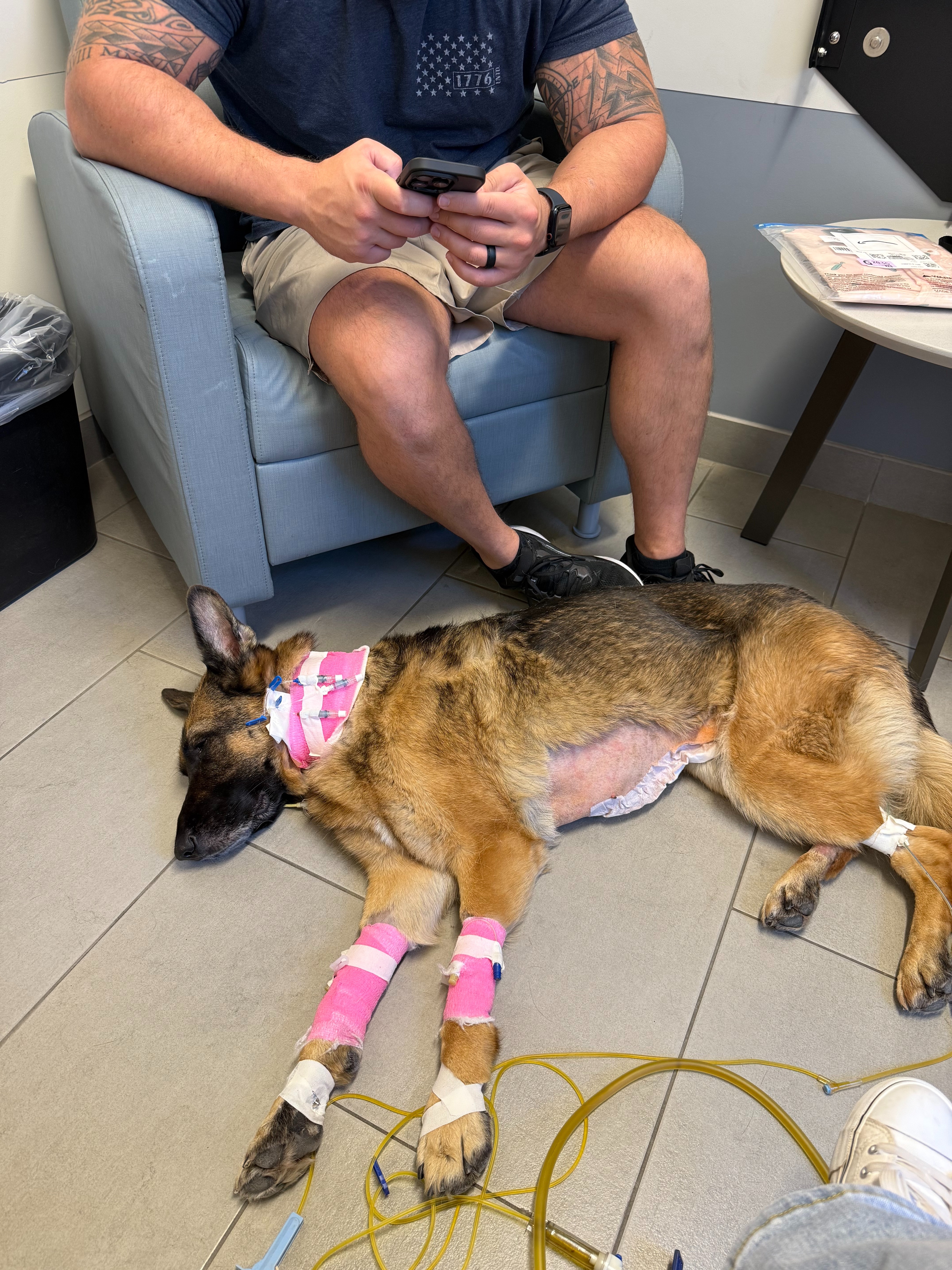 Help Taylor & Logan Save Nala After Emergency Surgery campaign photo, 5 of 8