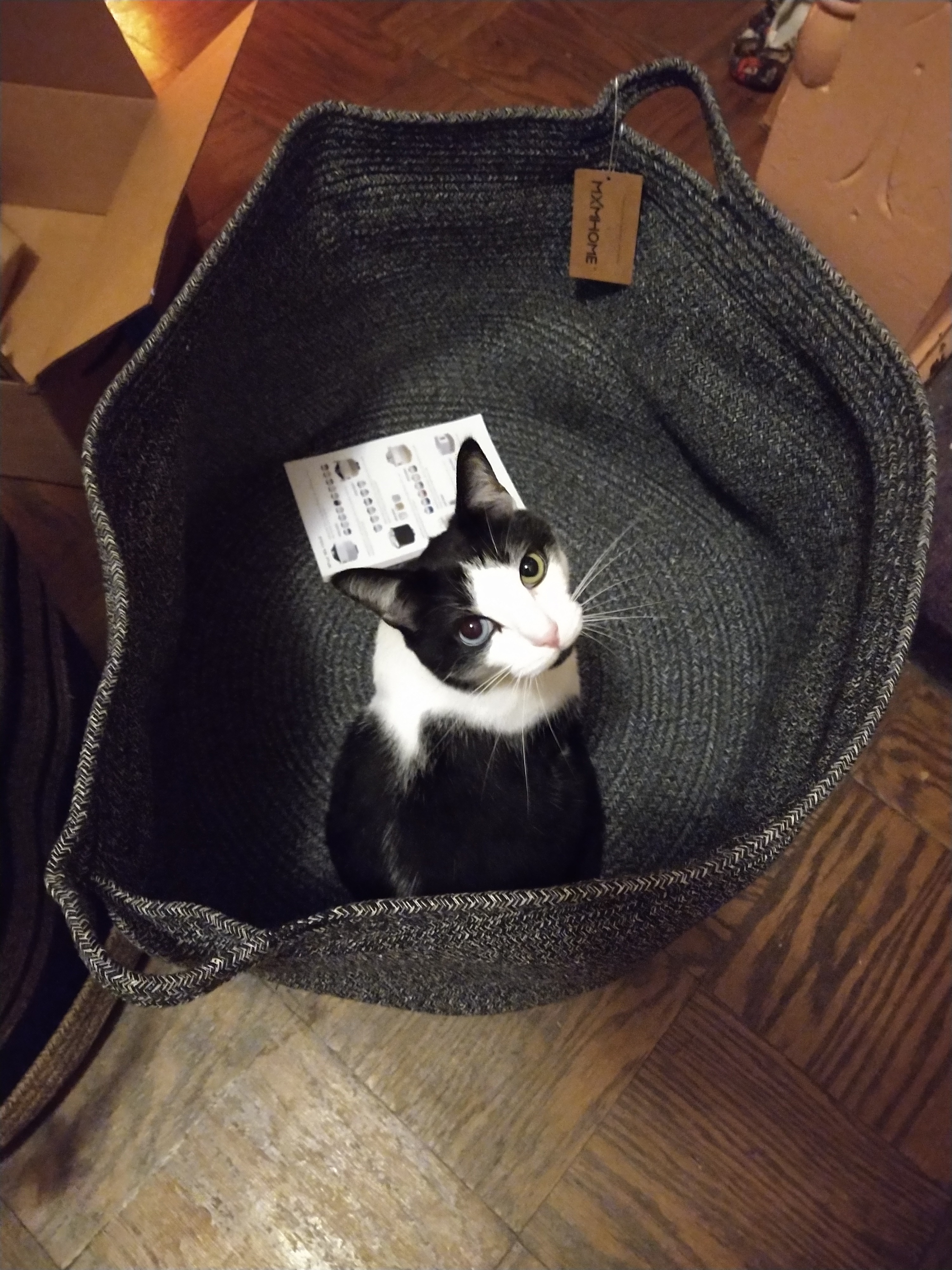 Donate to Carlyle's Lifesaving Vet Bills campaign photo, 7 of 8