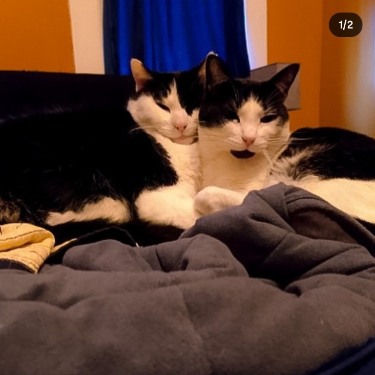 Donate to Carlyle's Lifesaving Vet Bills campaign photo, 2 of 8