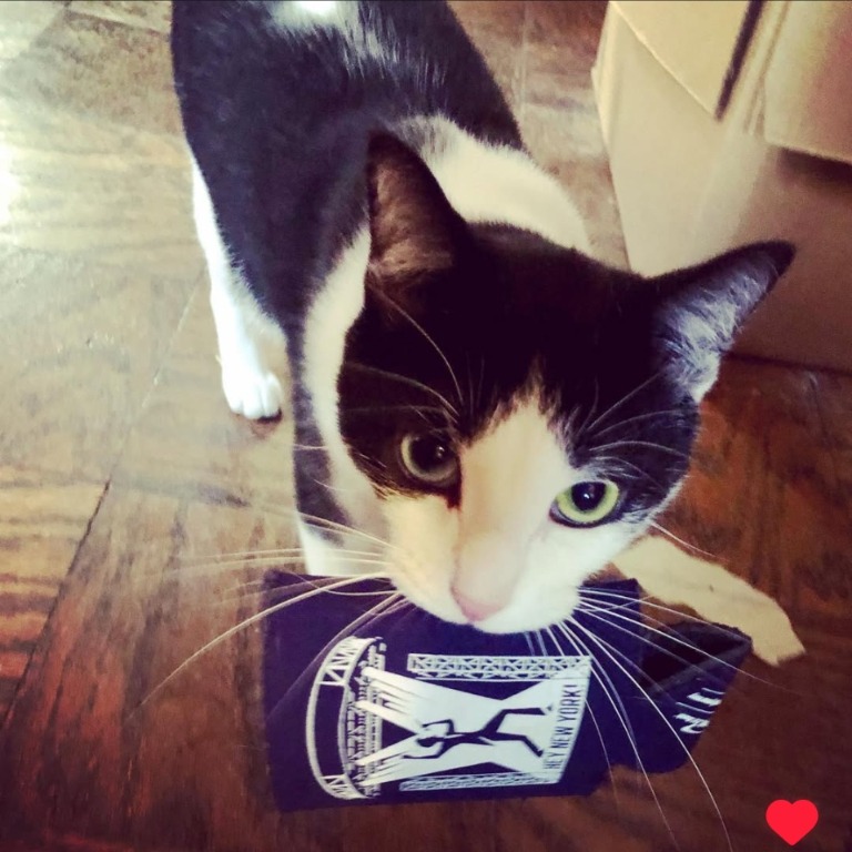 Donate to Carlyle's Lifesaving Vet Bills campaign photo, 4 of 8