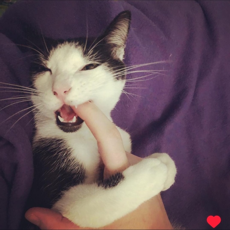 Donate to Carlyle's Lifesaving Vet Bills campaign photo, 5 of 8