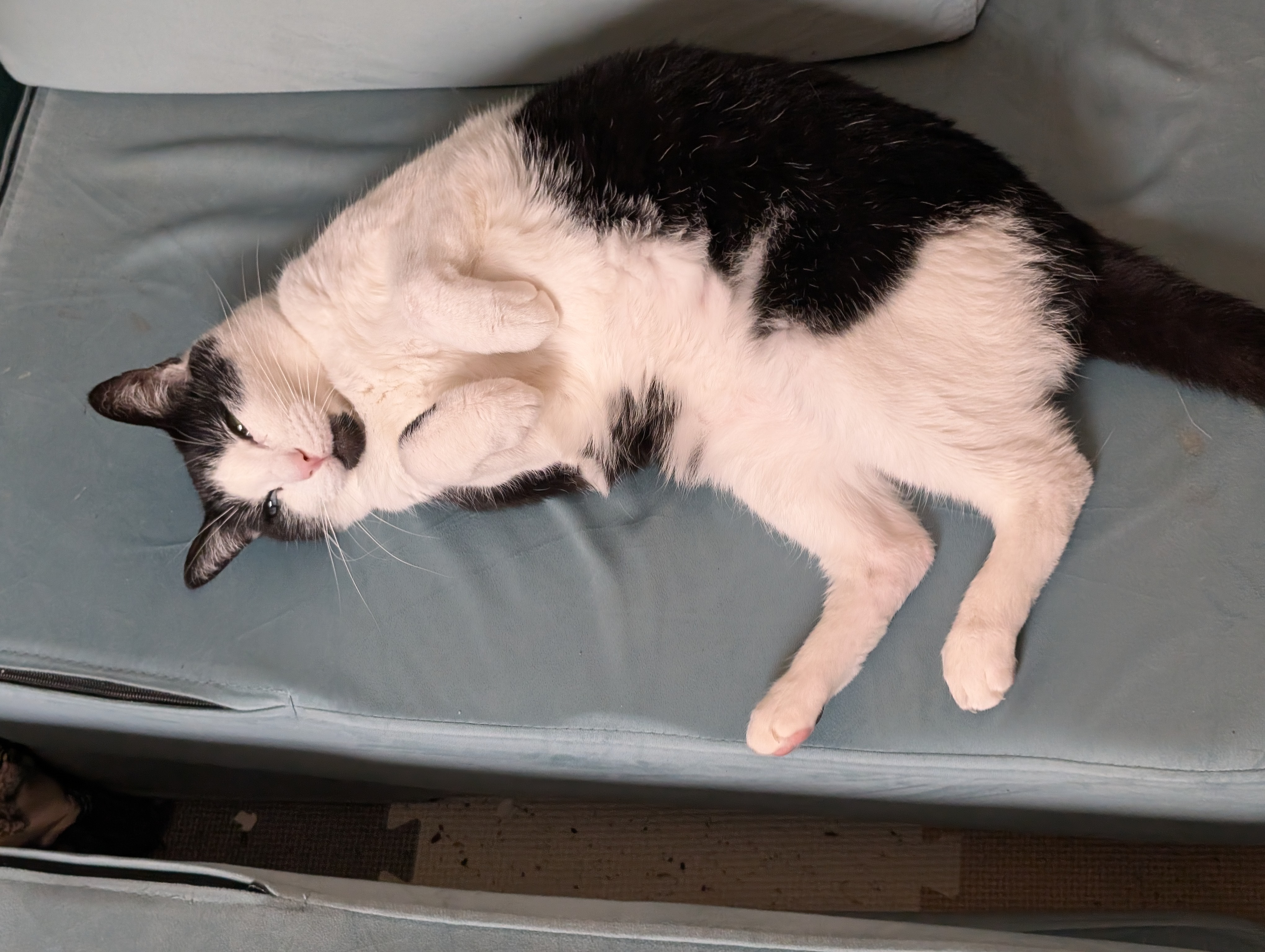 Donate to Carlyle's Lifesaving Vet Bills campaign photo, 6 of 8