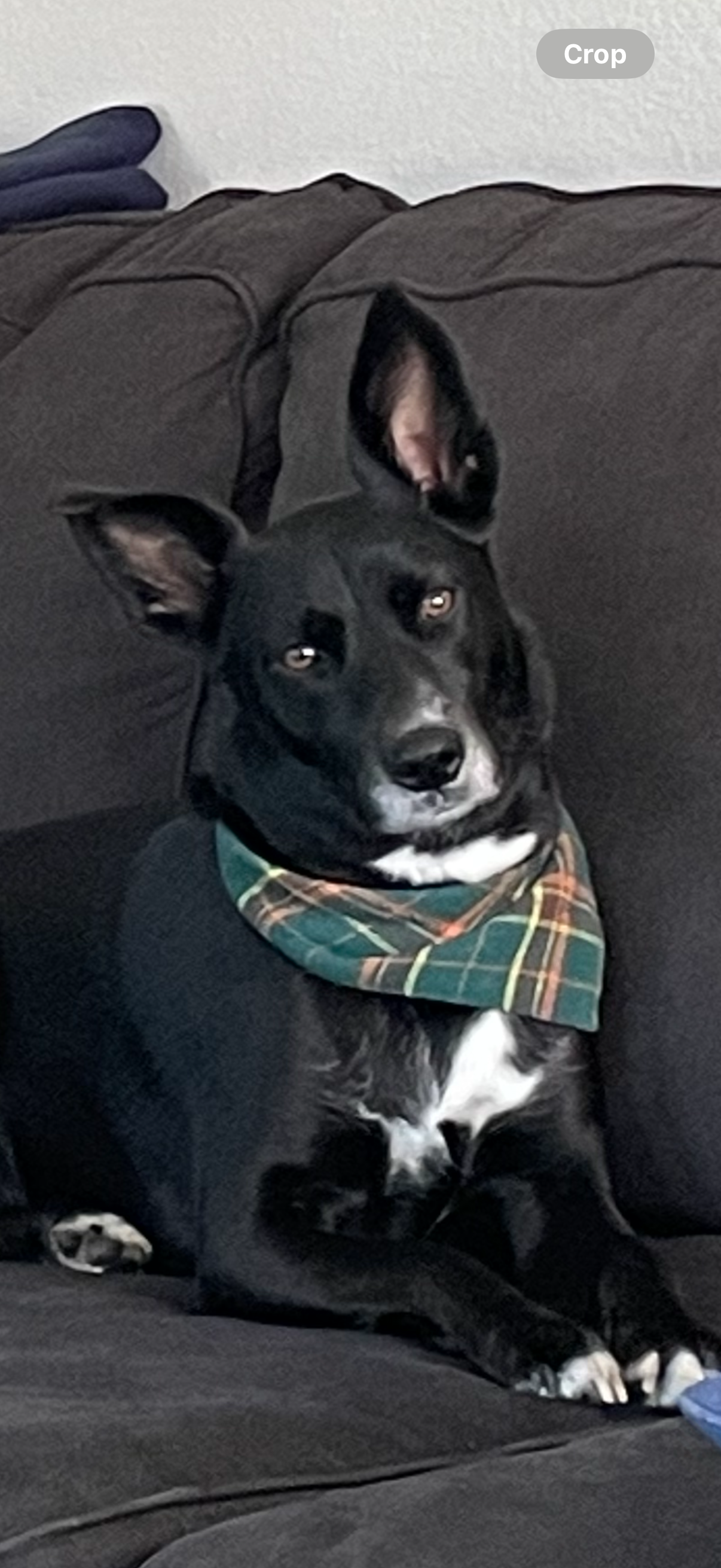 Get Novinha Back on Her Paws: Donate Now campaign photo, 5 of 8
