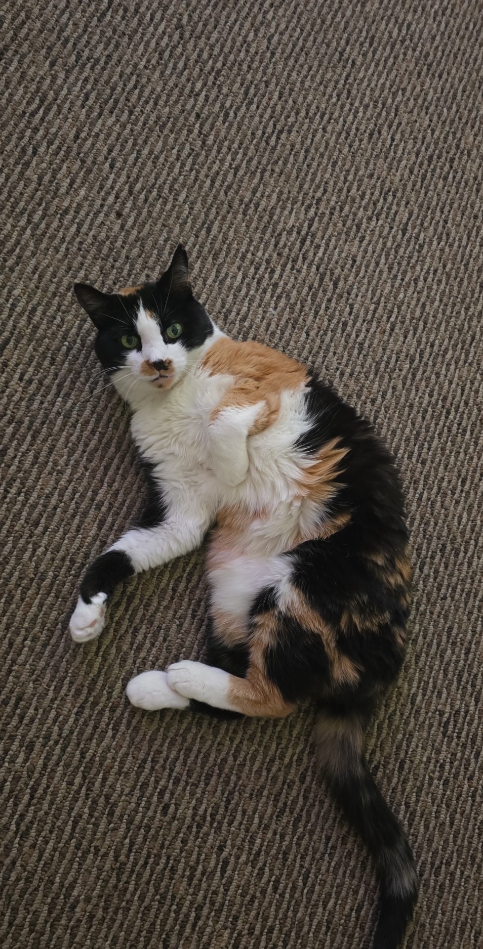 Help Kitty Walk Again: Urgent Surgery Needed campaign photo, 4 of 4