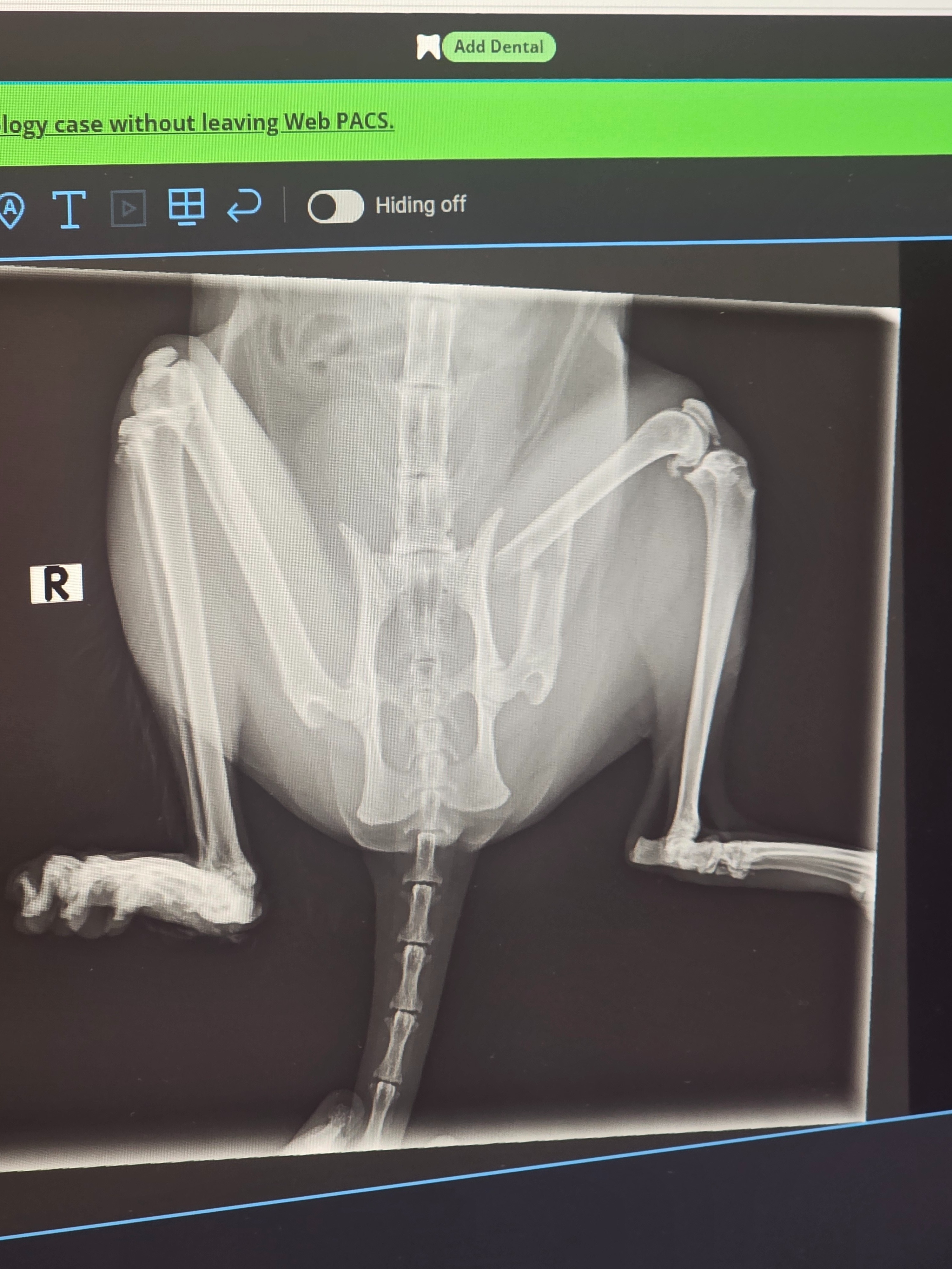 Help Kitty Walk Again: Urgent Surgery Needed campaign photo, 2 of 4