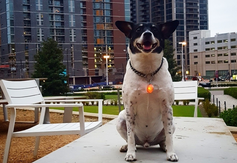 Clyde's Trip Across The Rainbow Bridge campaign photo, 2 of 4