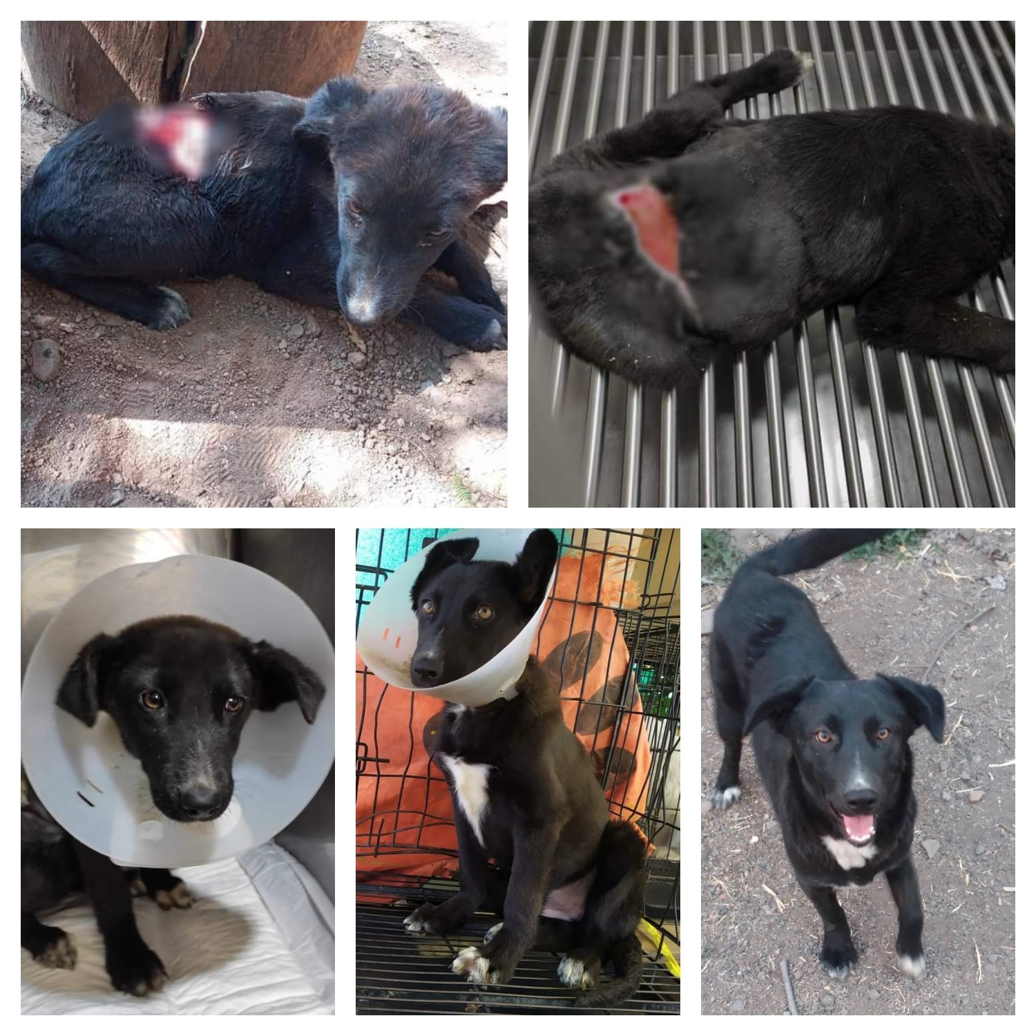 Ayuda a nuestros animalitos rescatados campaign photo, 7 of 8