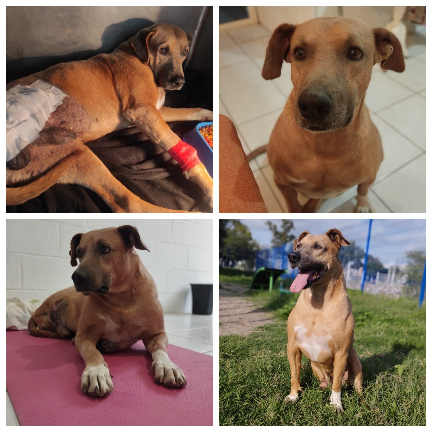 Ayuda a nuestros animalitos rescatados campaign photo, 4 of 8