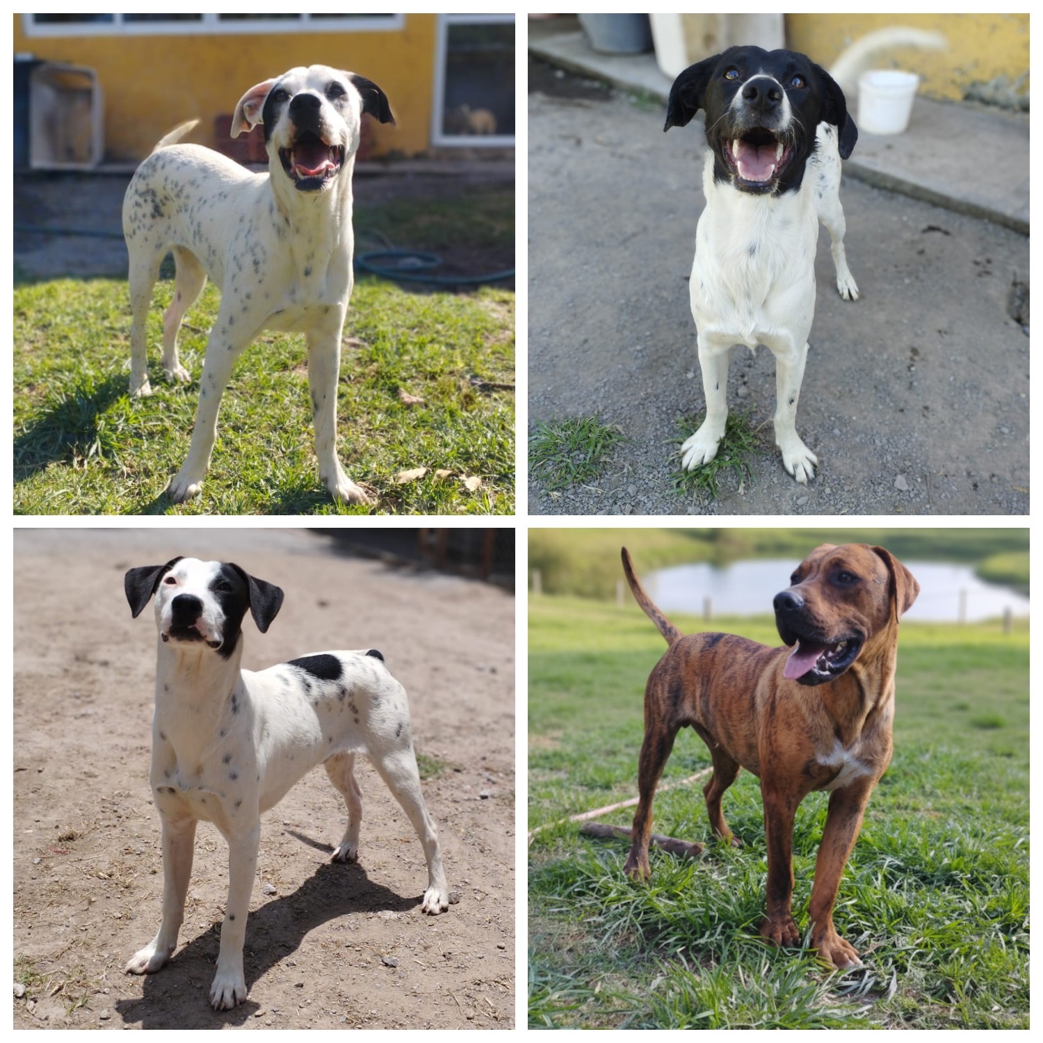 Ayuda a nuestros animalitos rescatados campaign photo, 5 of 8