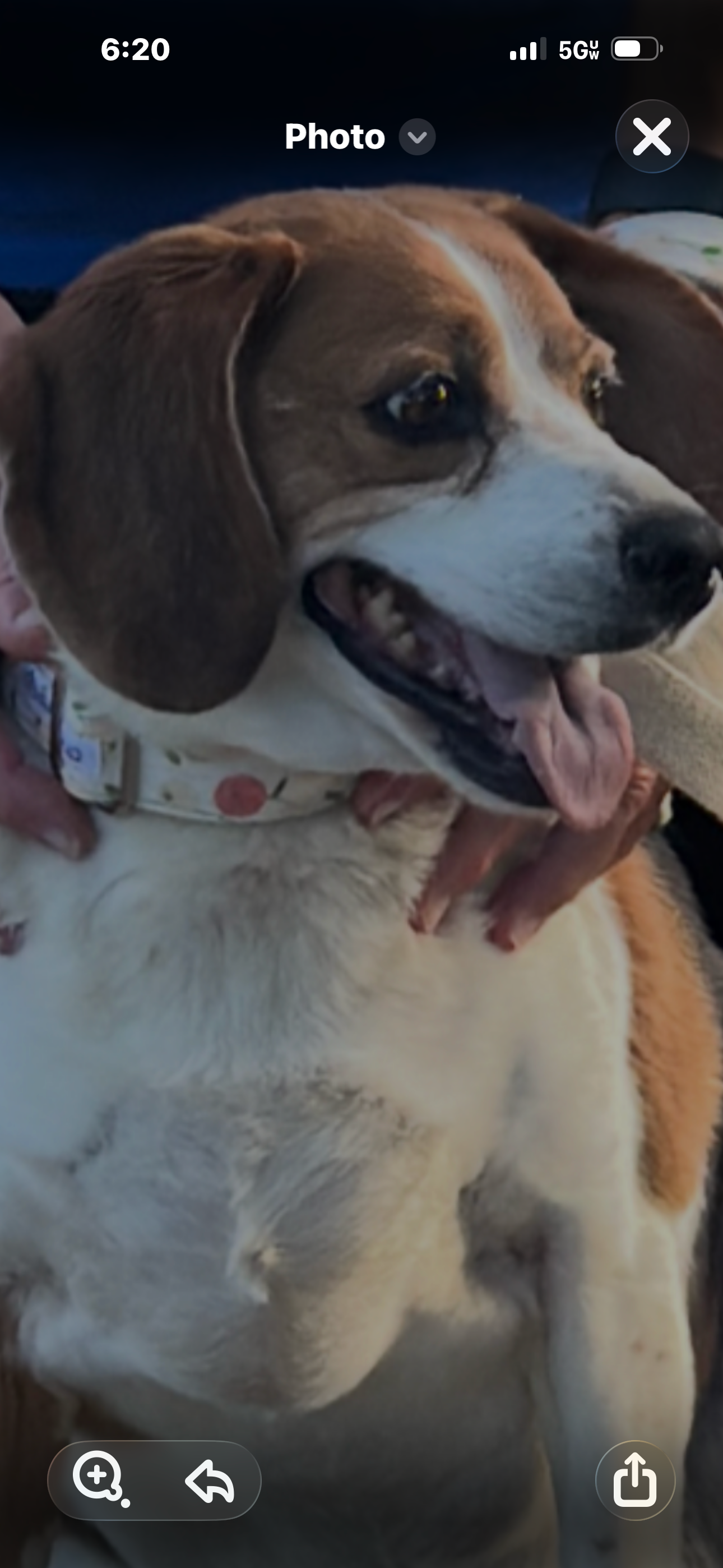 Give Sadie a Second Chance at Health and Love campaign photo, 2 of 4