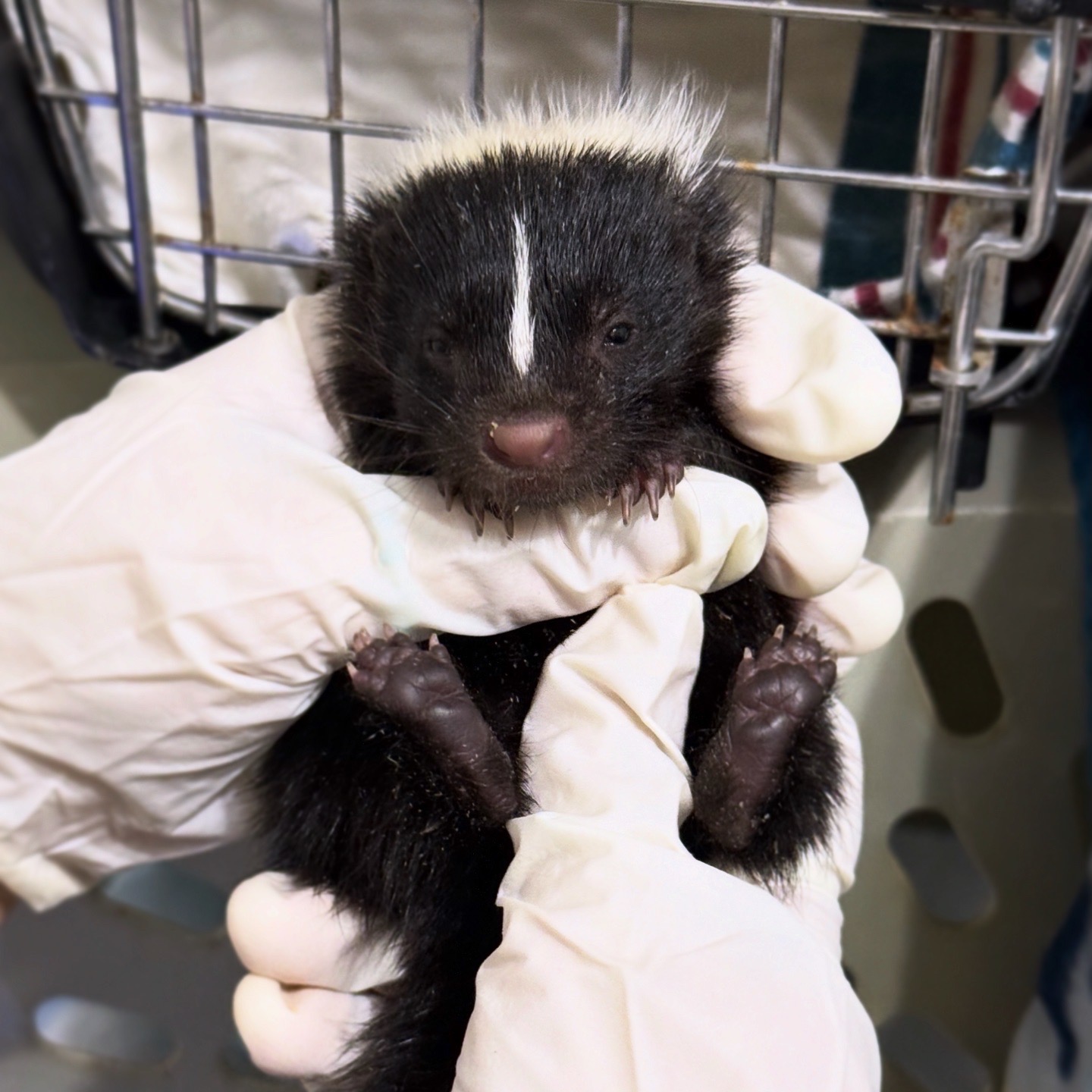 Help Kaylee Get Rabies Vaccinations & Rescue Wildlife campaign photo, 7 of 8