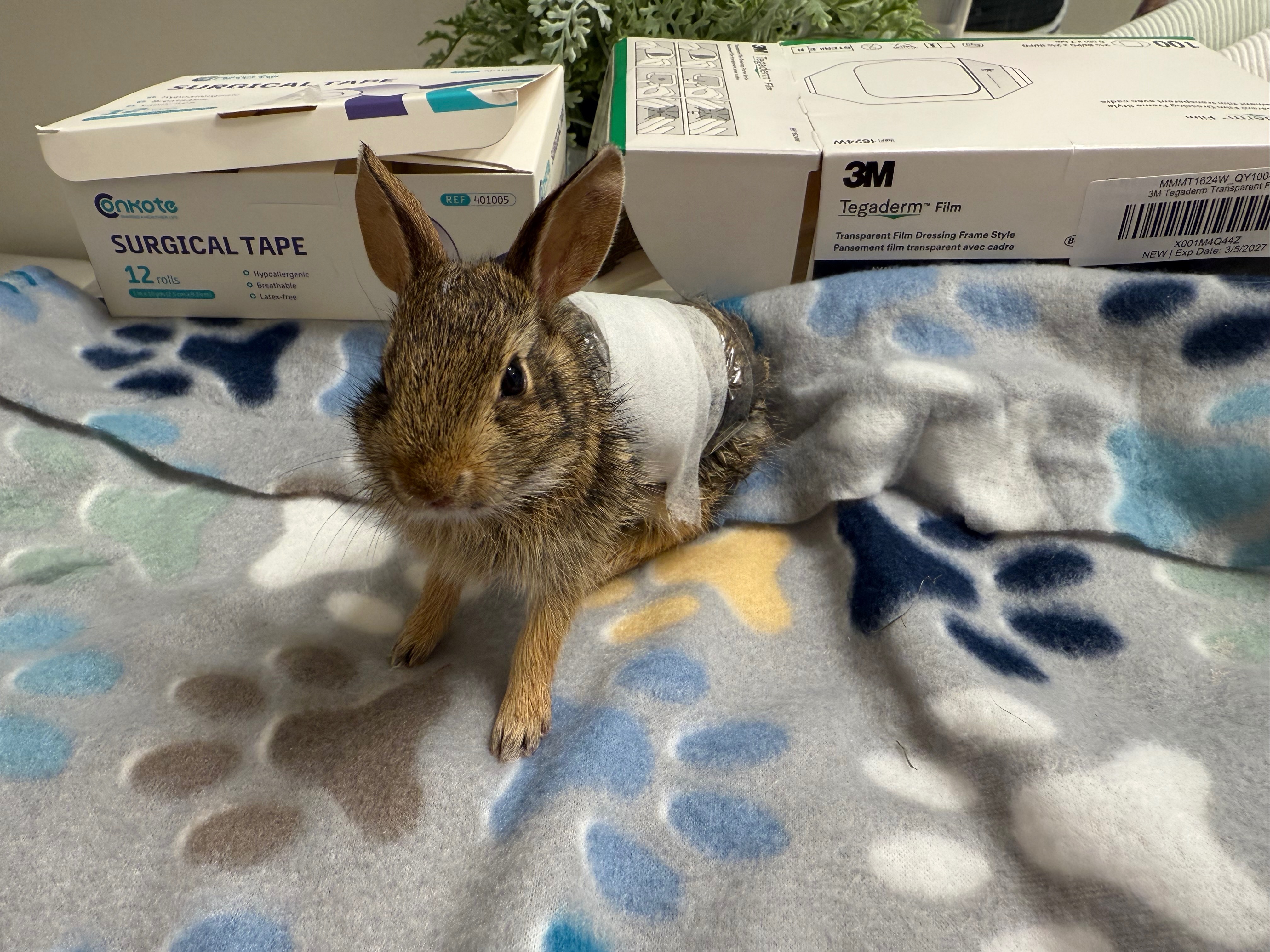 Help Kaylee Get Rabies Vaccinations & Rescue Wildlife campaign photo, 2 of 8