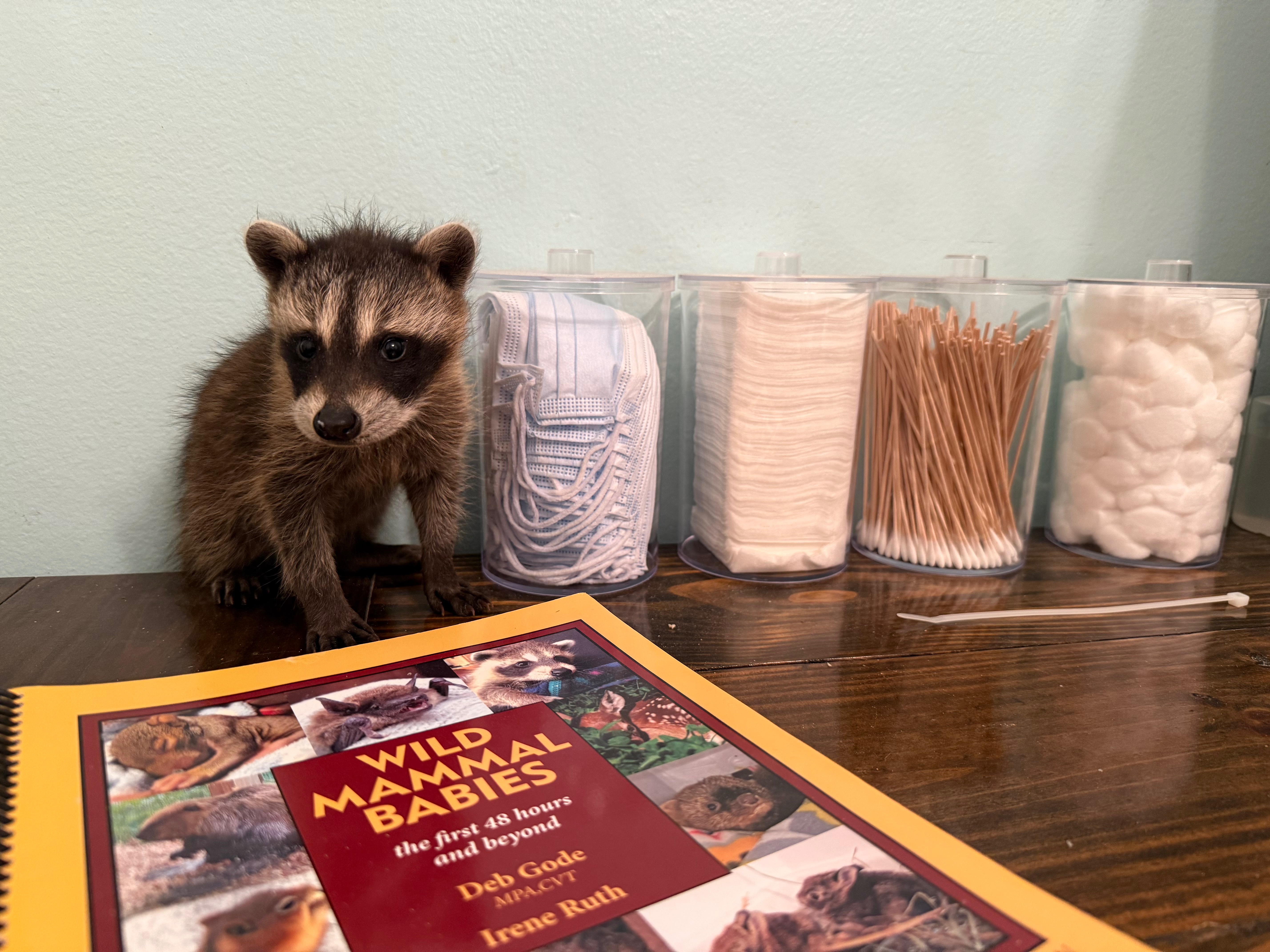Help Kaylee Get Rabies Vaccinations & Rescue Wildlife campaign photo, 5 of 8