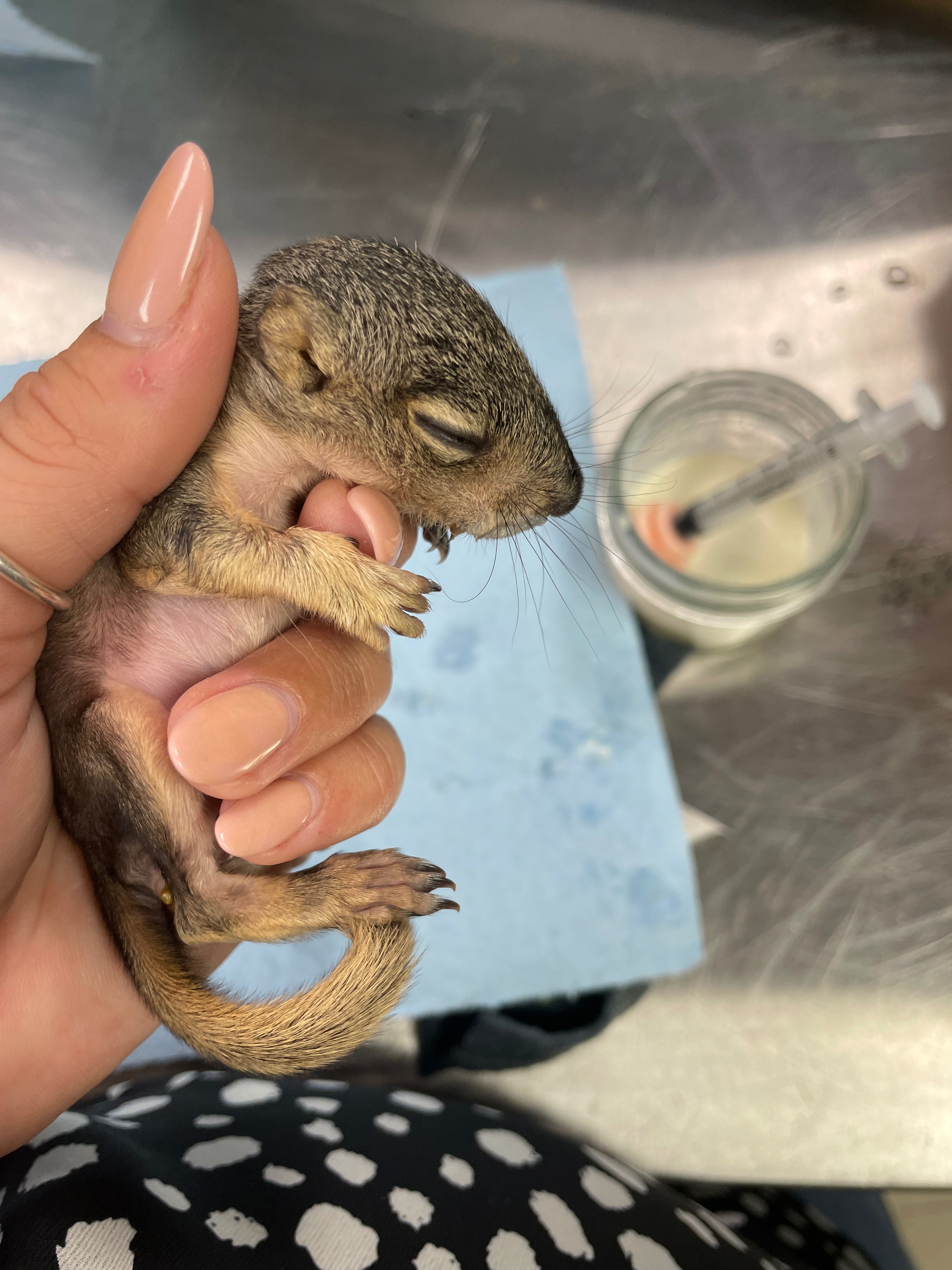 Help Kaylee Get Rabies Vaccinations & Rescue Wildlife campaign photo, 6 of 8