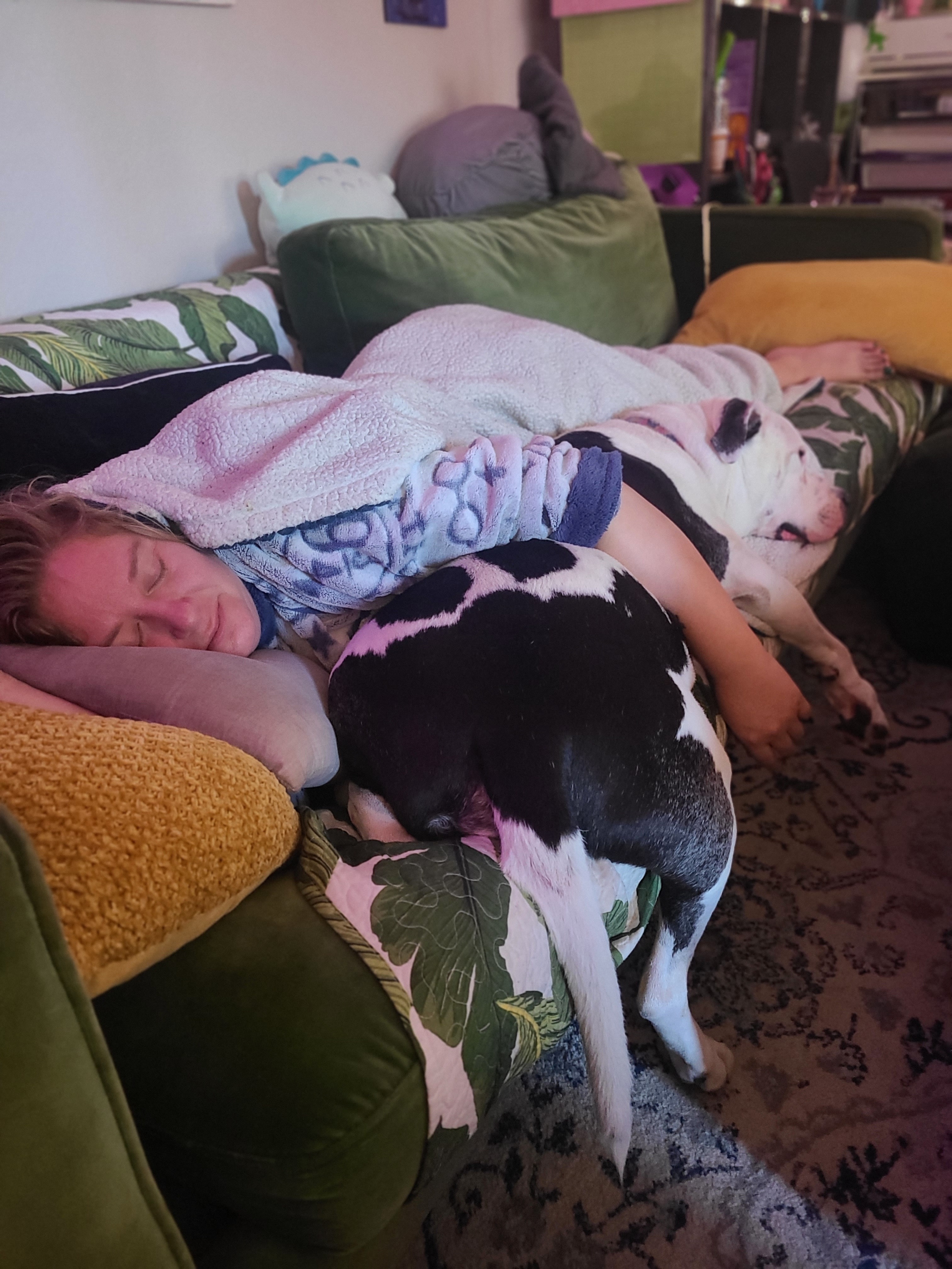 Help Give Mr. Cow a Peaceful Farewell campaign photo, 7 of 8