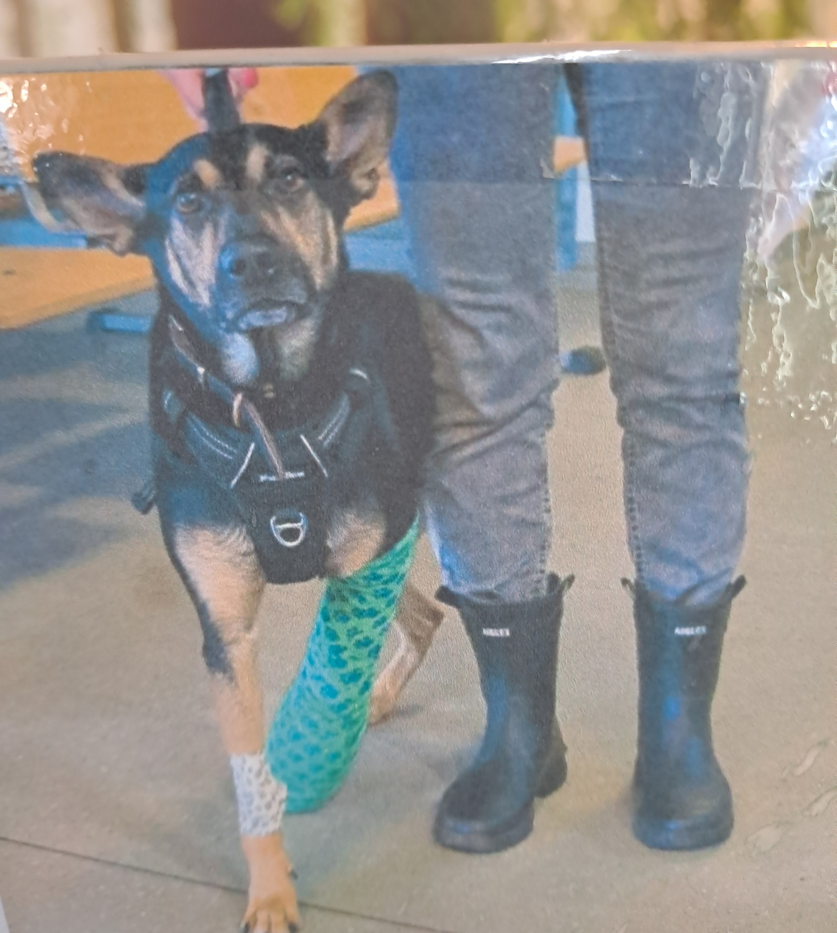 Hilfe für Cosmo- tapferer Hund nach schwerem Unfall campaign photo, 2 of 4