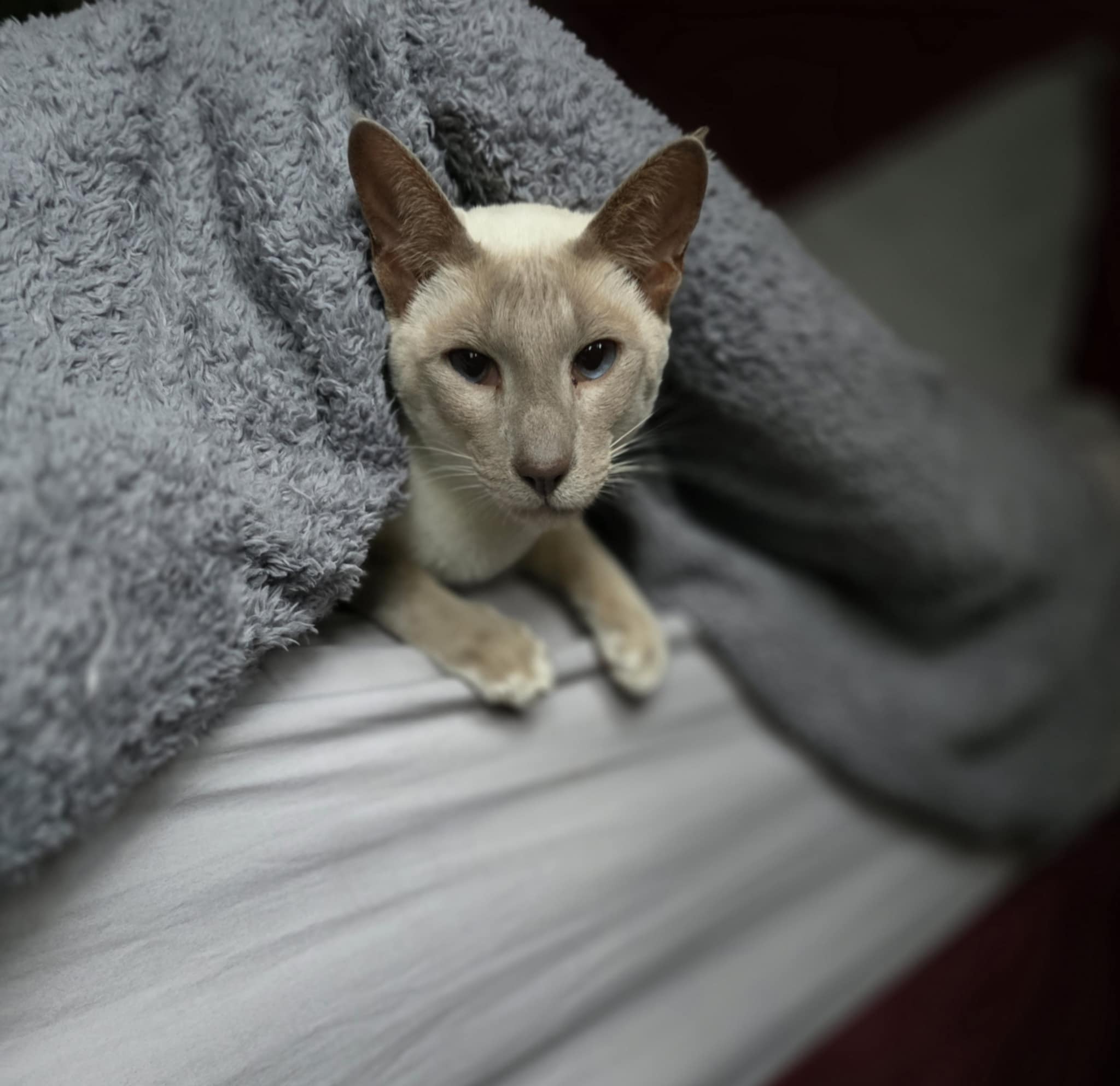 Nifflers vet bill. 4yr old siamese baby. campaign photo, 2 of 4