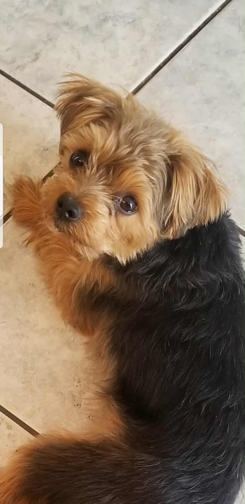 Help save Milo! campaign photo, 6 of 7