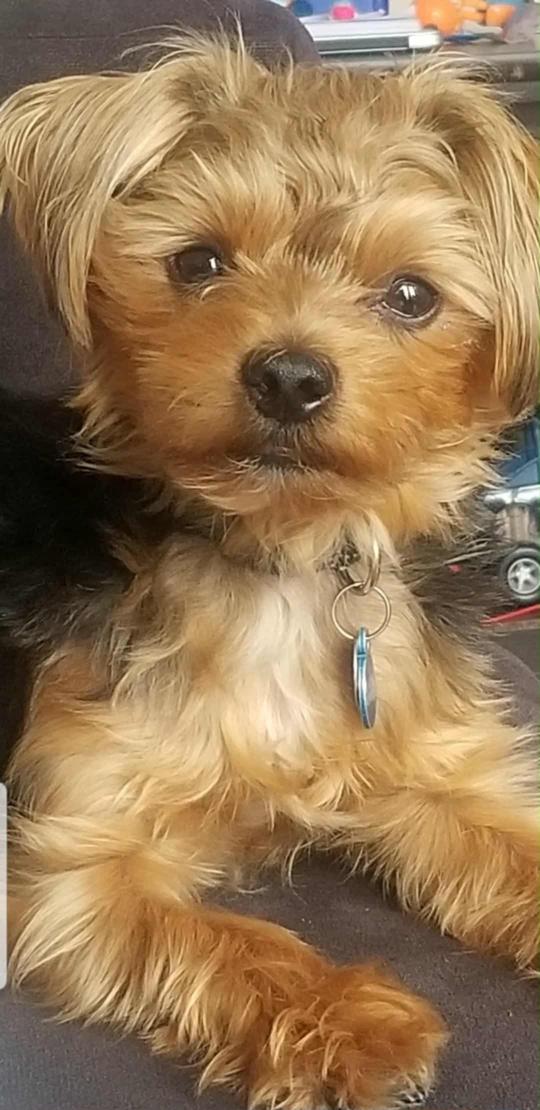 Help save Milo! campaign photo, 2 of 7