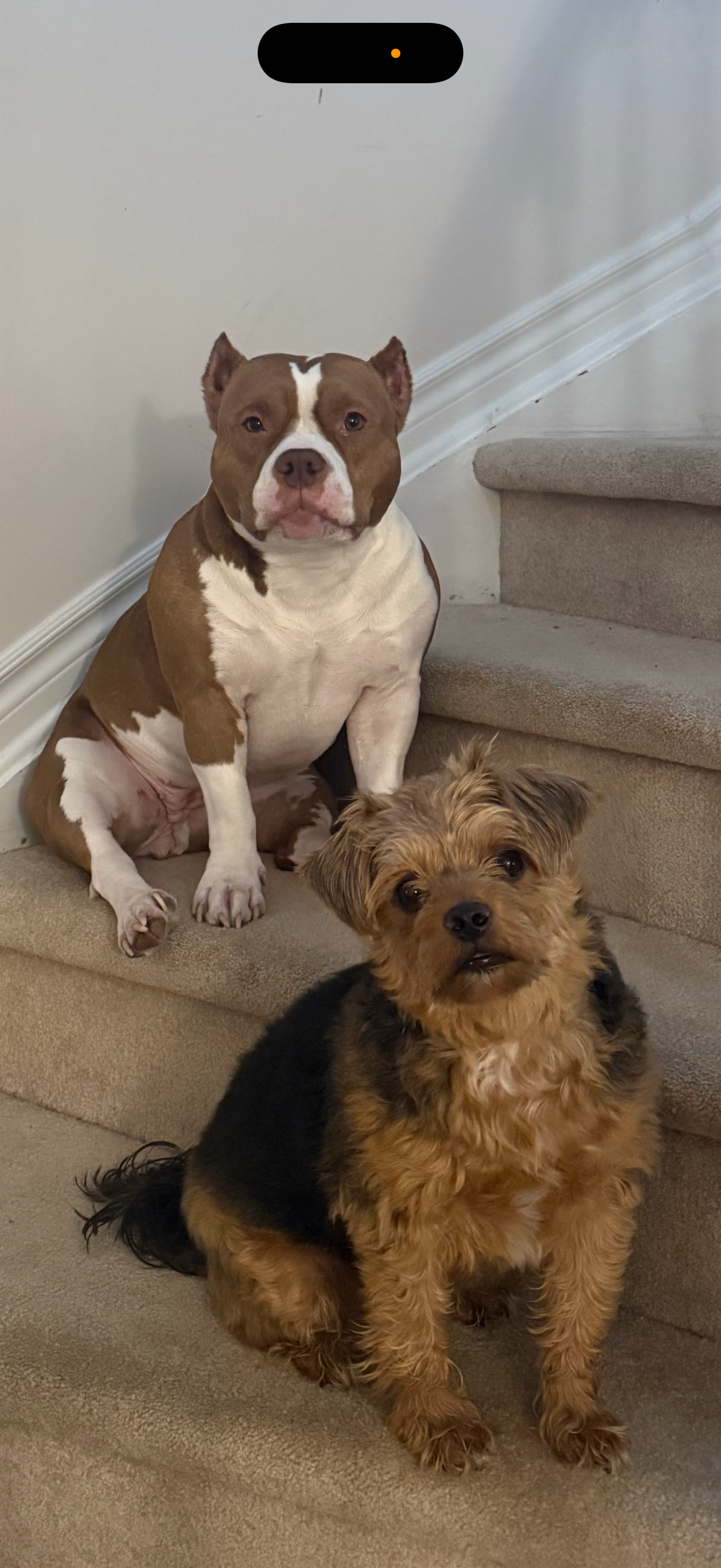 Help save Milo! campaign photo, 4 of 7