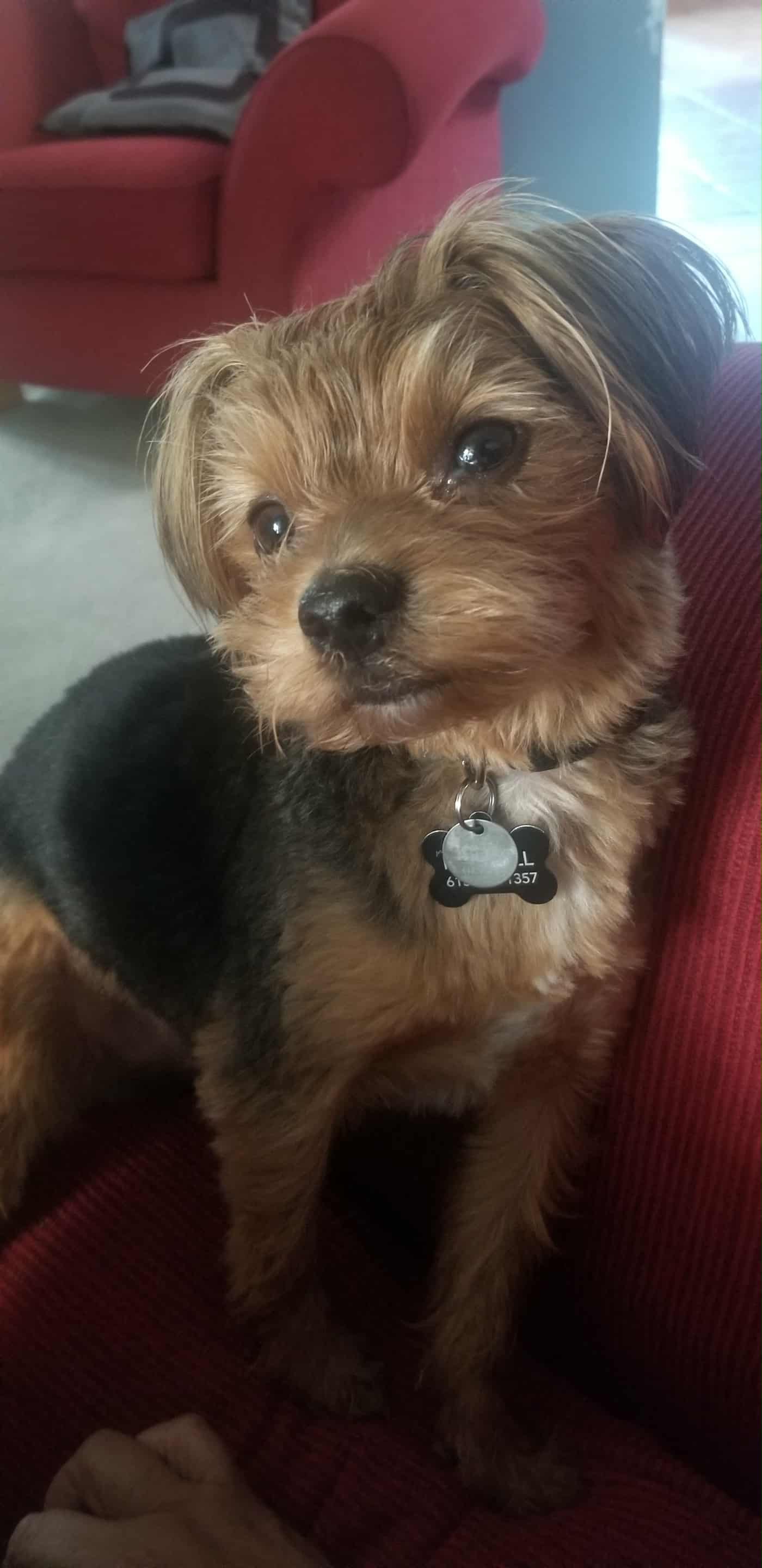 Help save Milo! campaign photo, 5 of 7