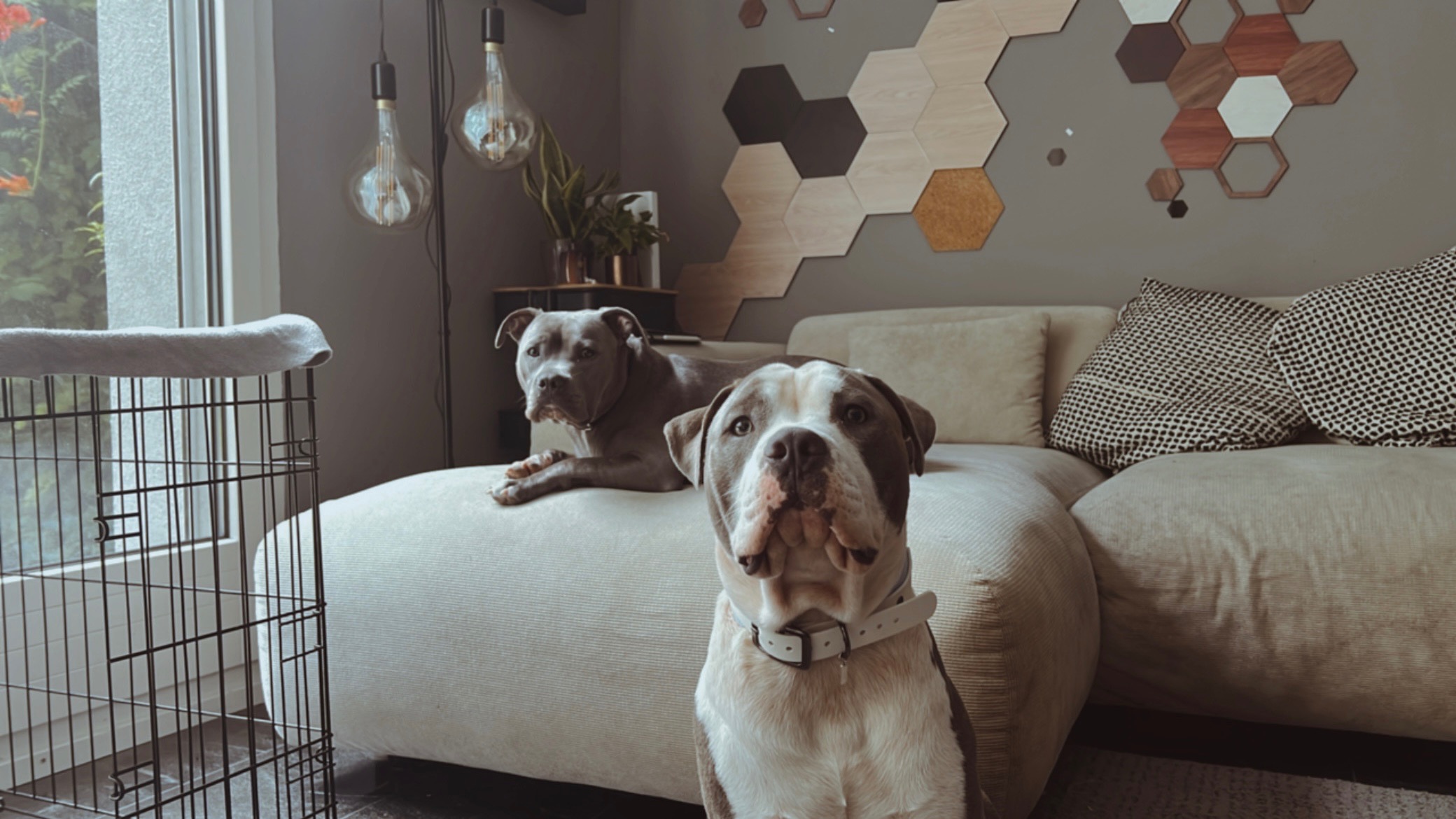 OP für Thor (11 Monate alter Amstaff) campaign photo, 2 of 7