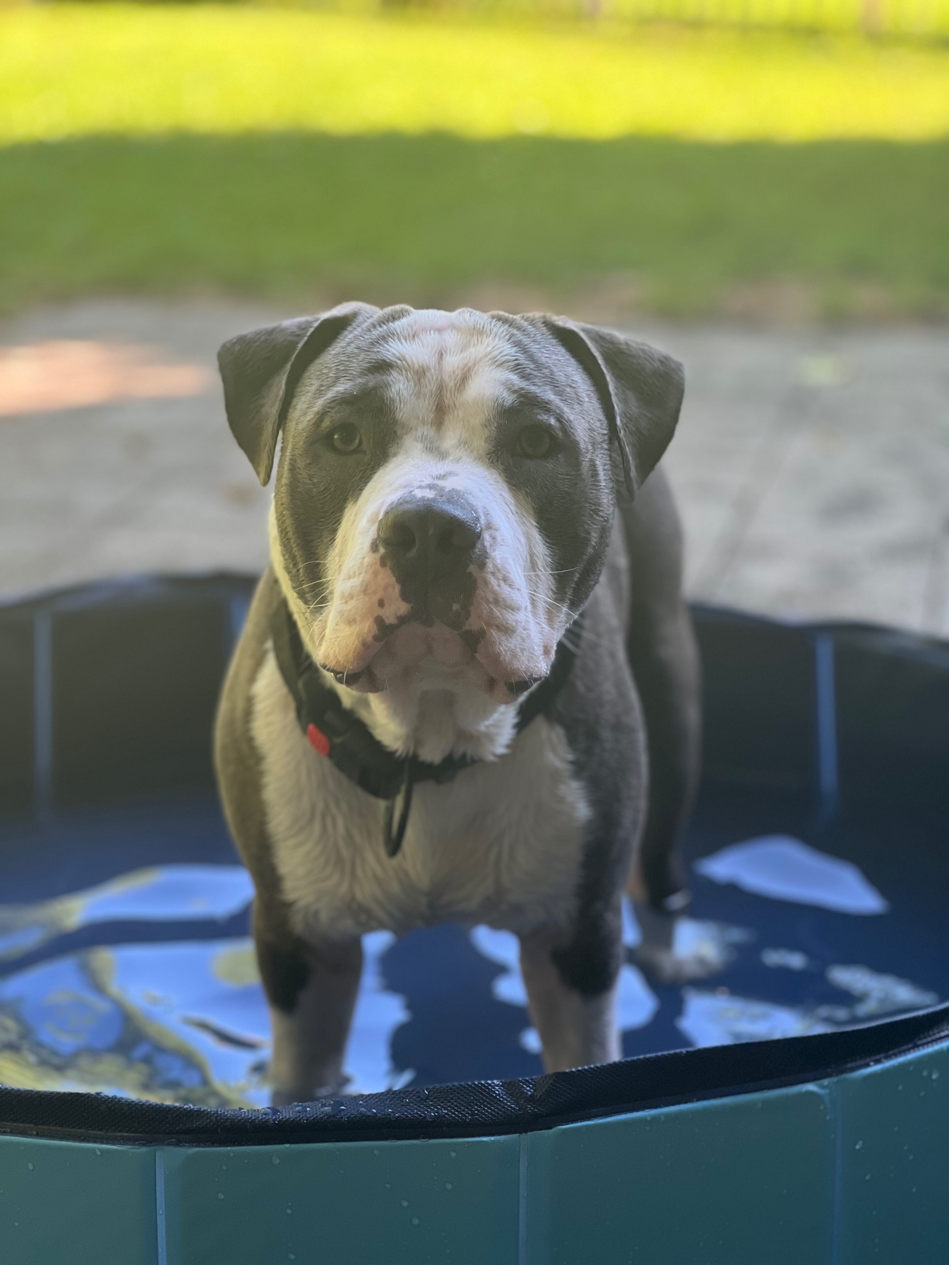 OP für Thor (11 Monate alter Amstaff) campaign photo, 5 of 7
