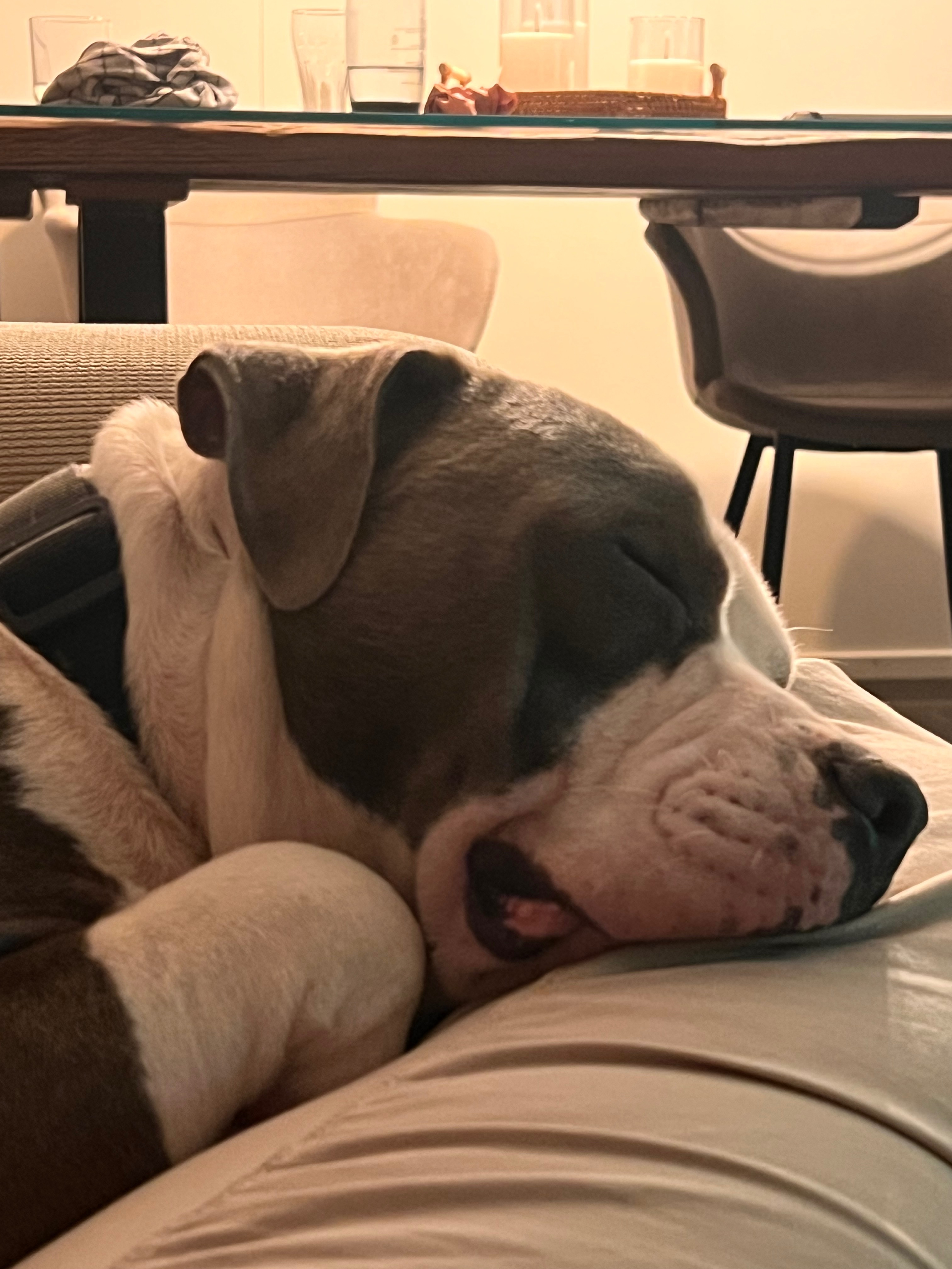 OP für Thor (11 Monate alter Amstaff) campaign photo, 4 of 7