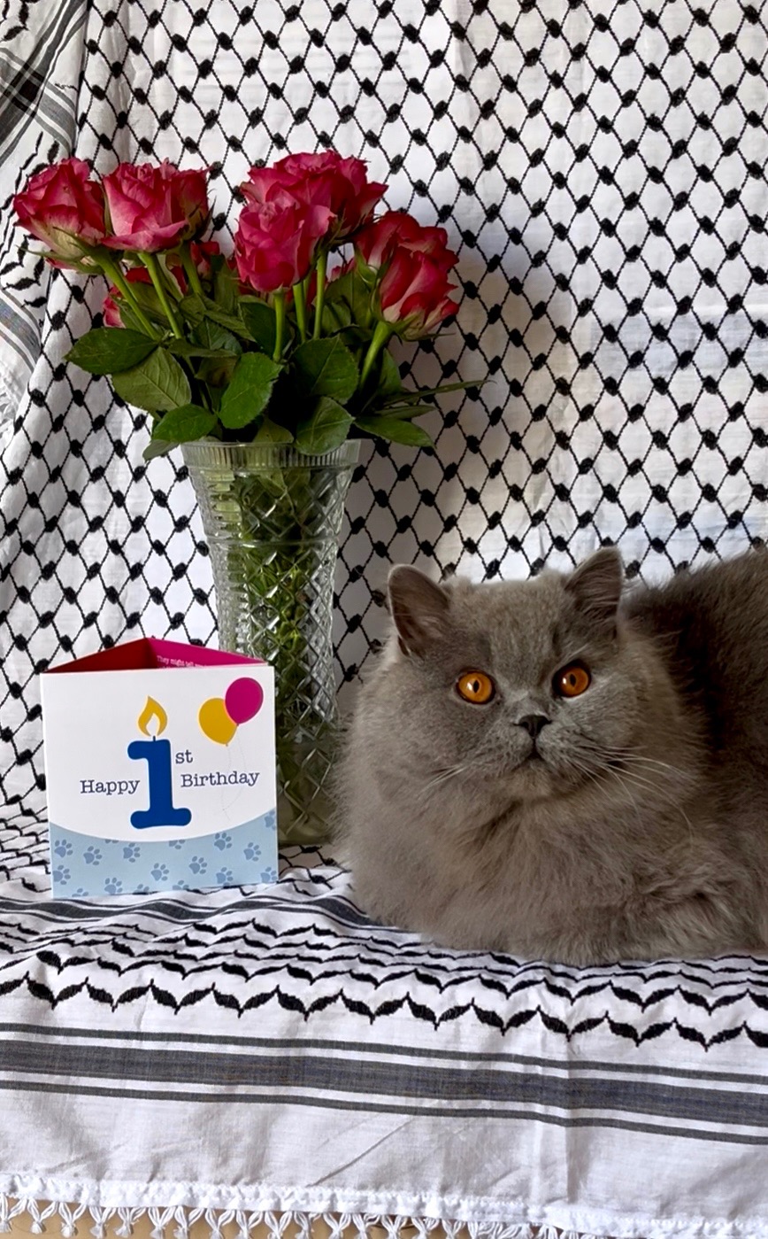 Everest’s Birthday Fundraiser campaign photo, 7 of 8