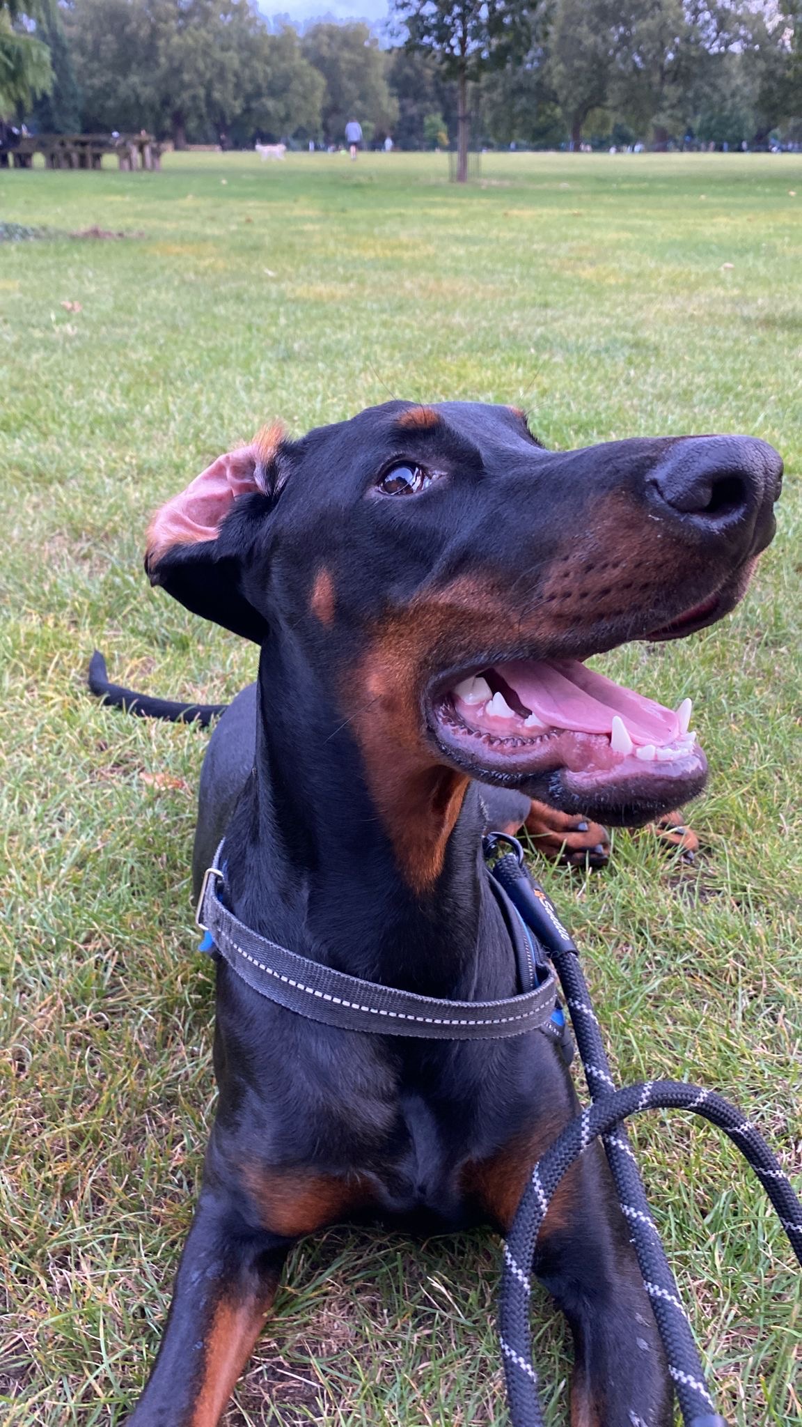 Help needed for urgent medical care for our beautiful Bruno campaign photo, 2 of 7