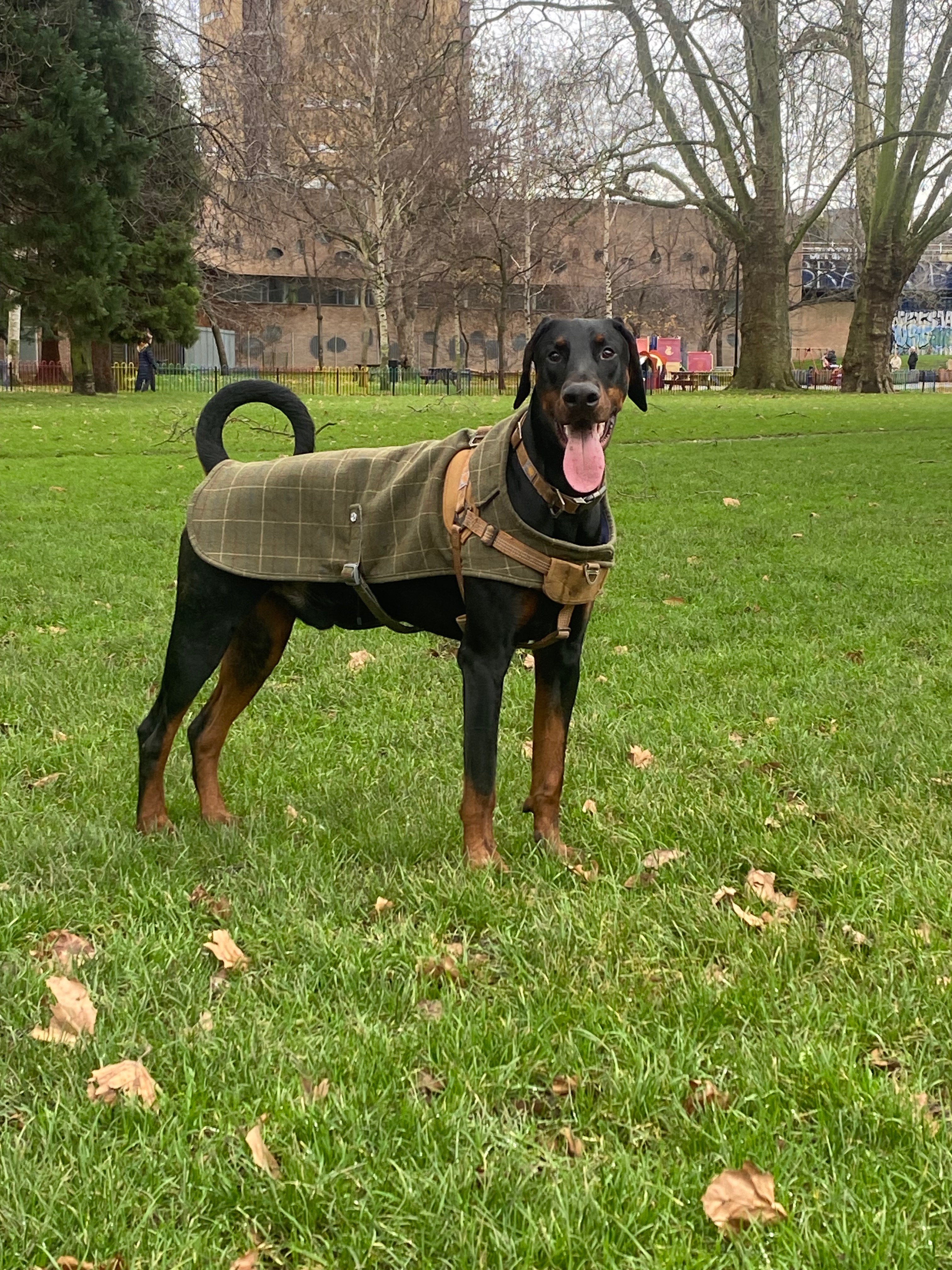 Help needed for urgent medical care for our beautiful Bruno campaign photo, 4 of 7