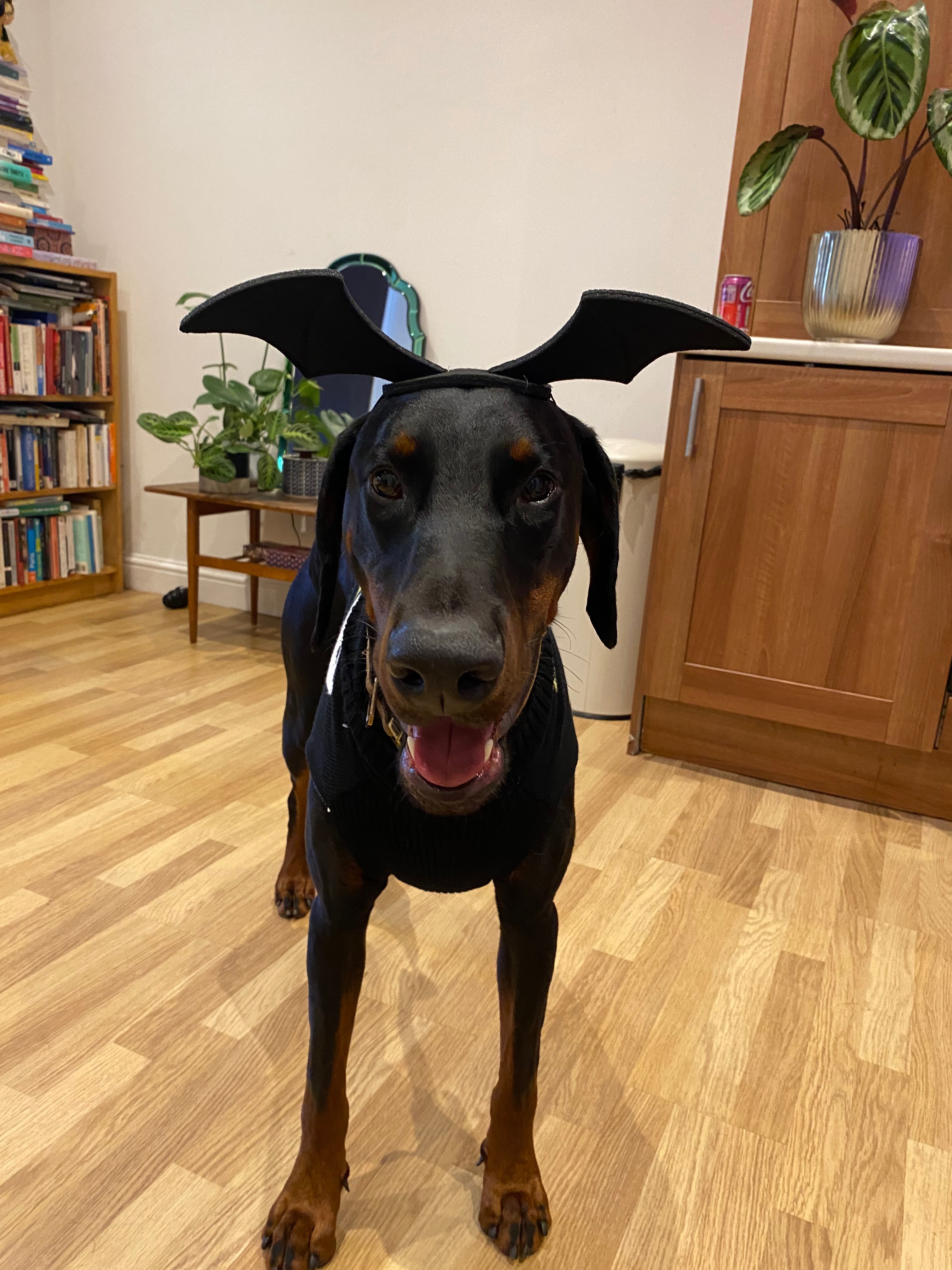 Help needed for urgent medical care for our beautiful Bruno campaign photo, 5 of 7