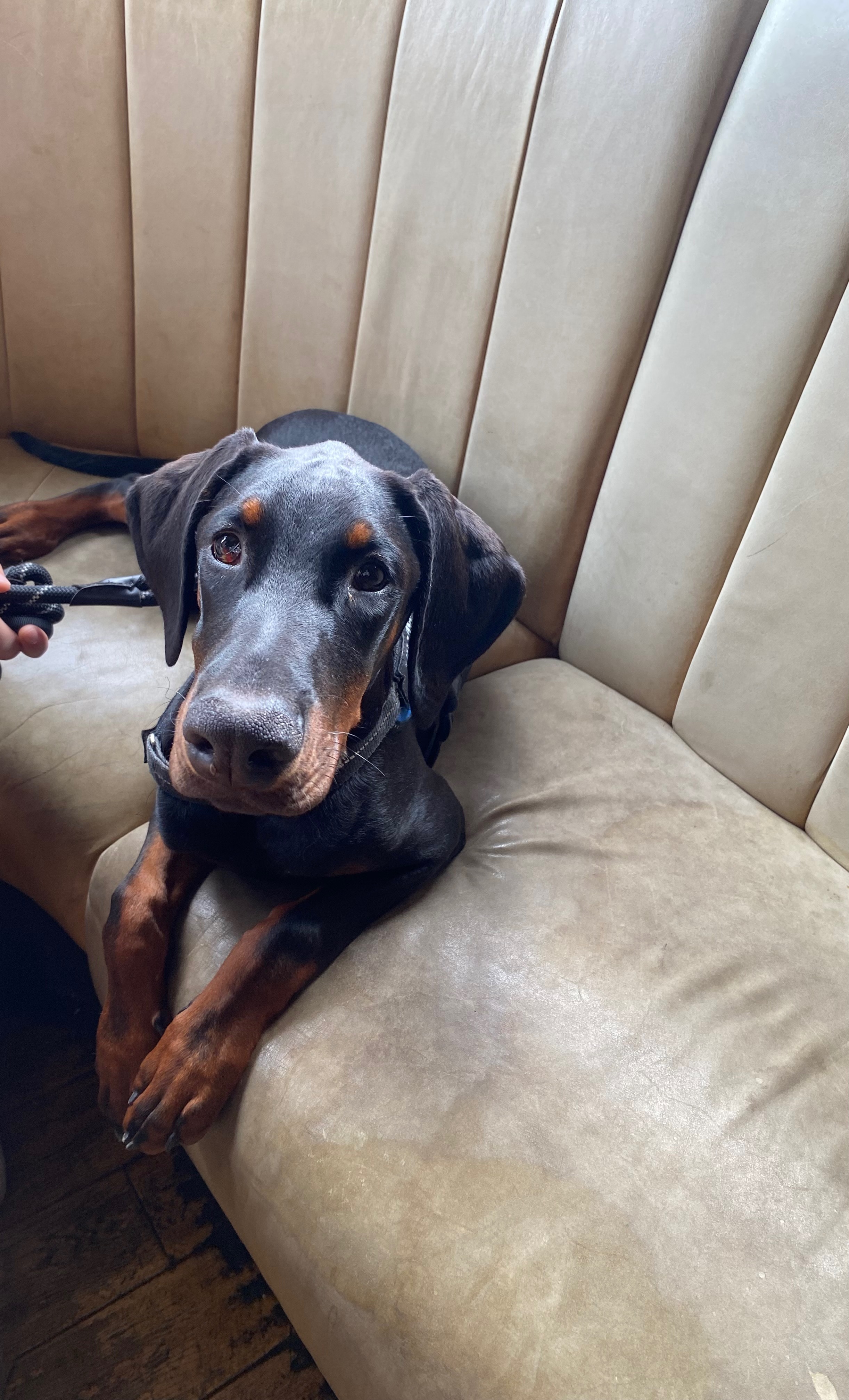 Help needed for urgent medical care for our beautiful Bruno campaign photo, 6 of 7