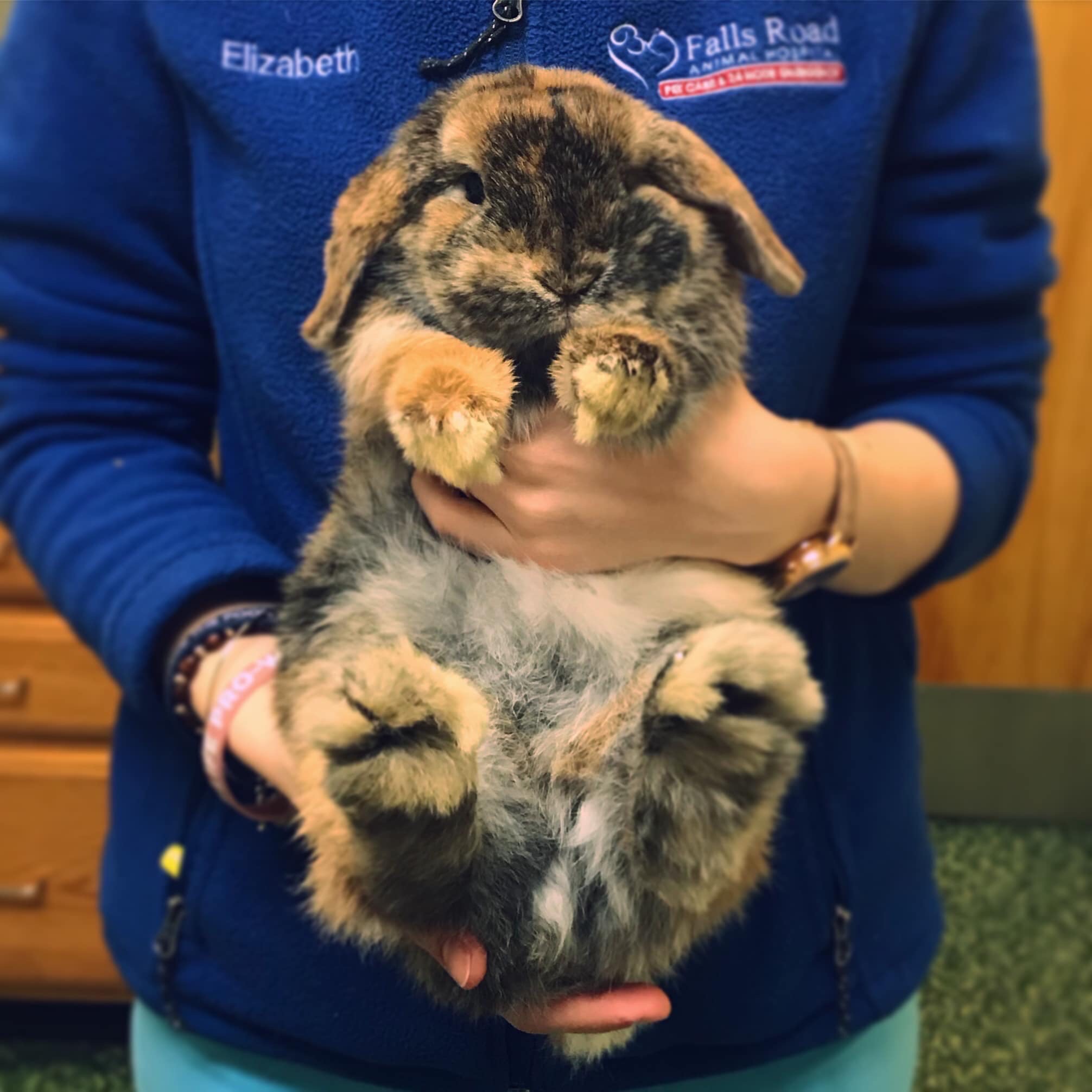 Veterinary Costs for Linus campaign photo, 7 of 8