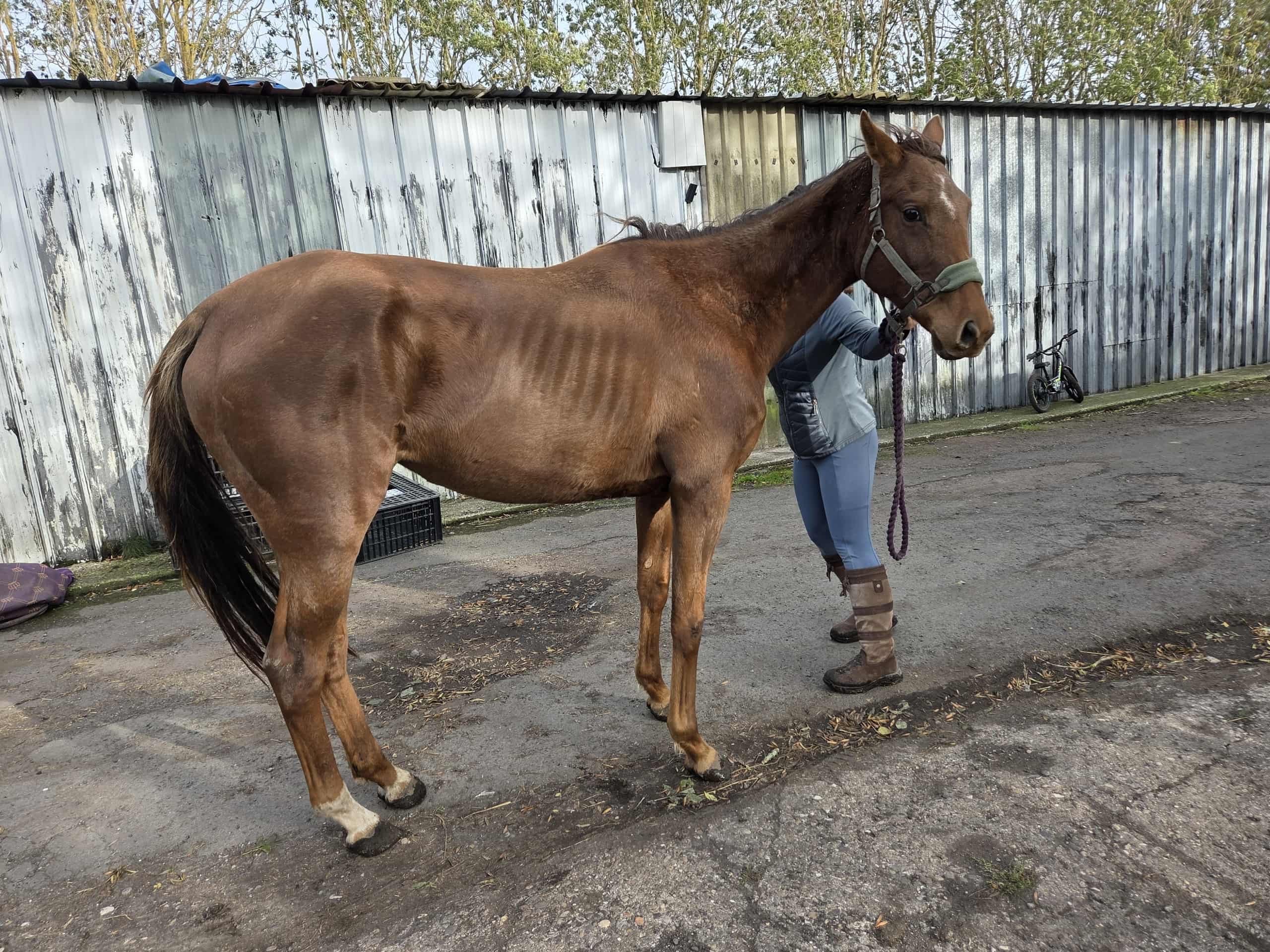 Thoroughbred Rescue campaign photo, 6 of 7