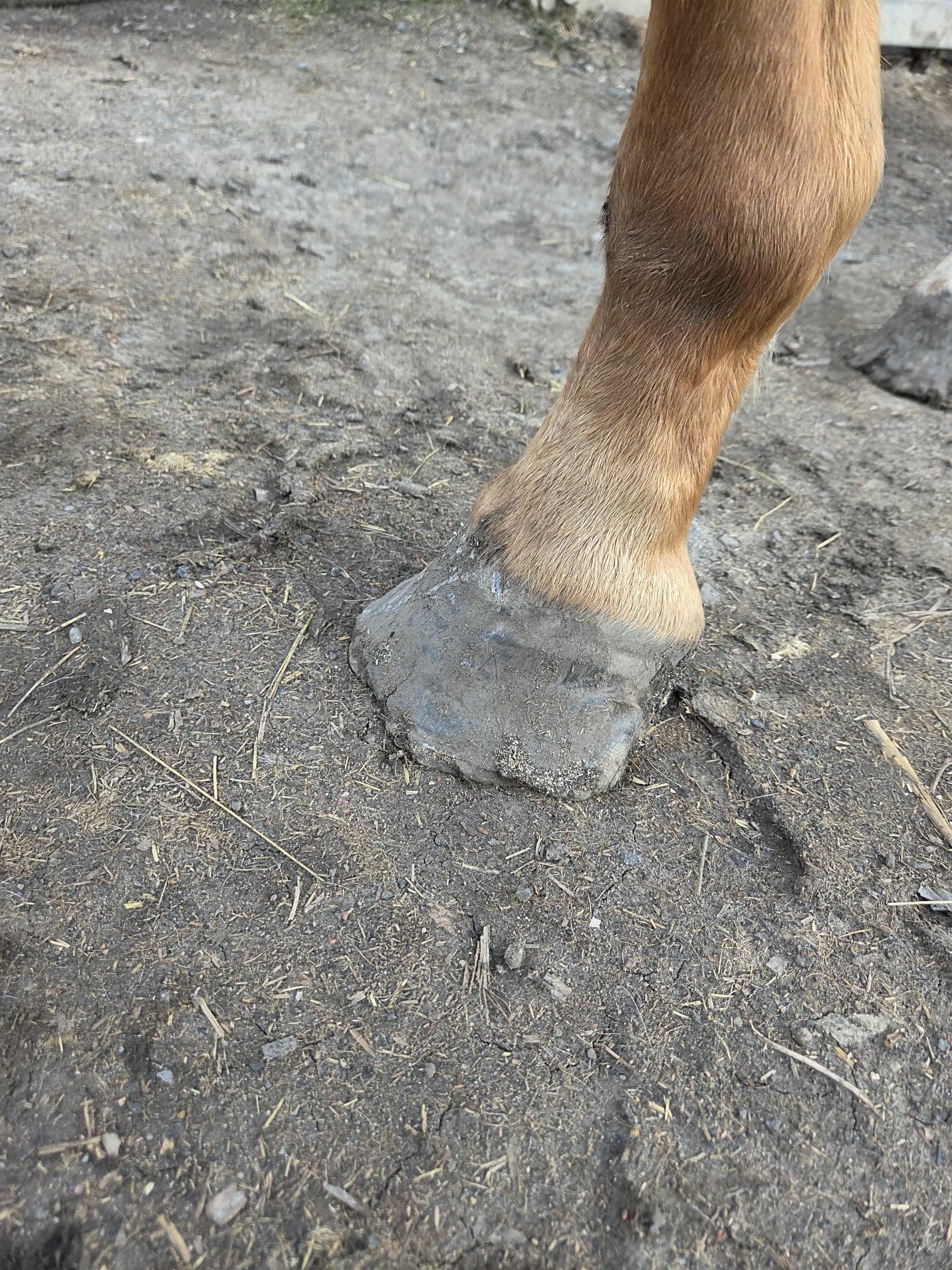 Thoroughbred Rescue campaign photo, 2 of 7