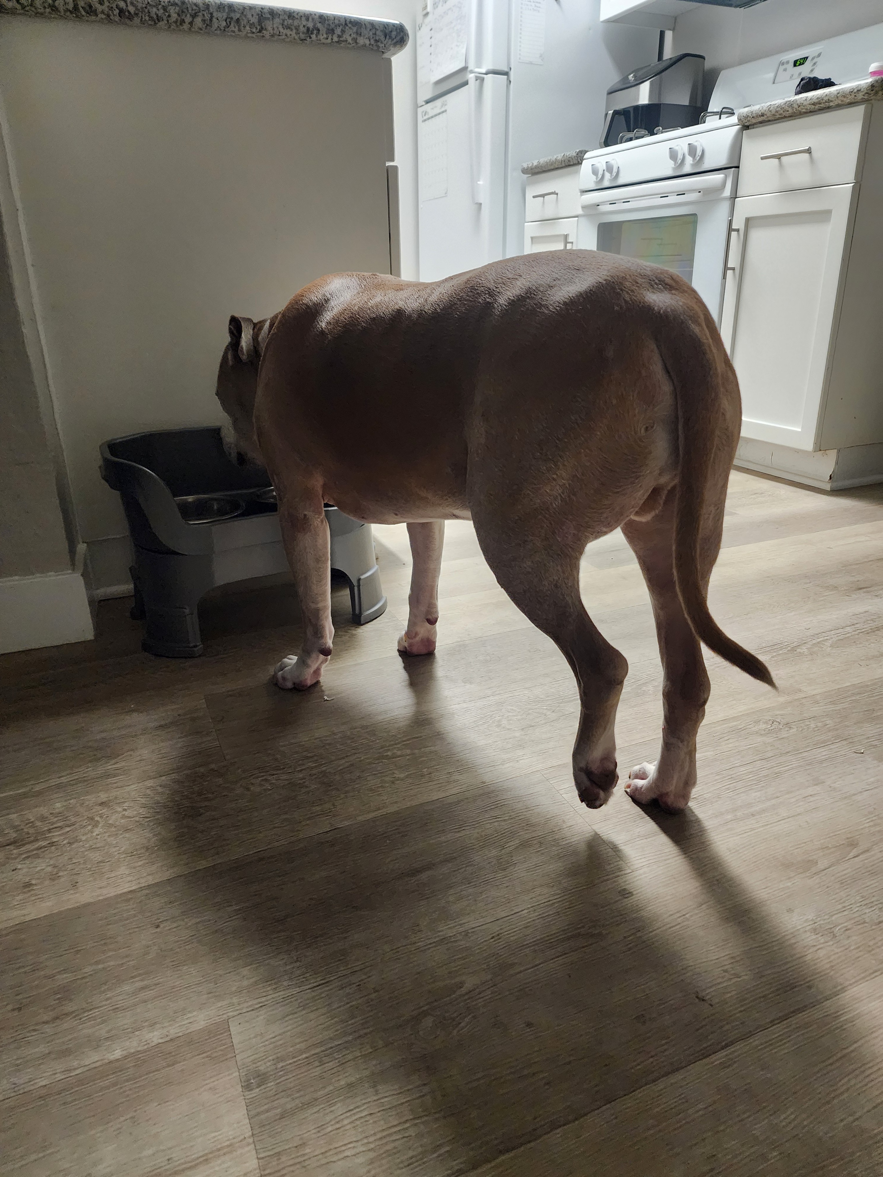 Help Kodi Get Back on His Paws campaign photo, 2 of 7