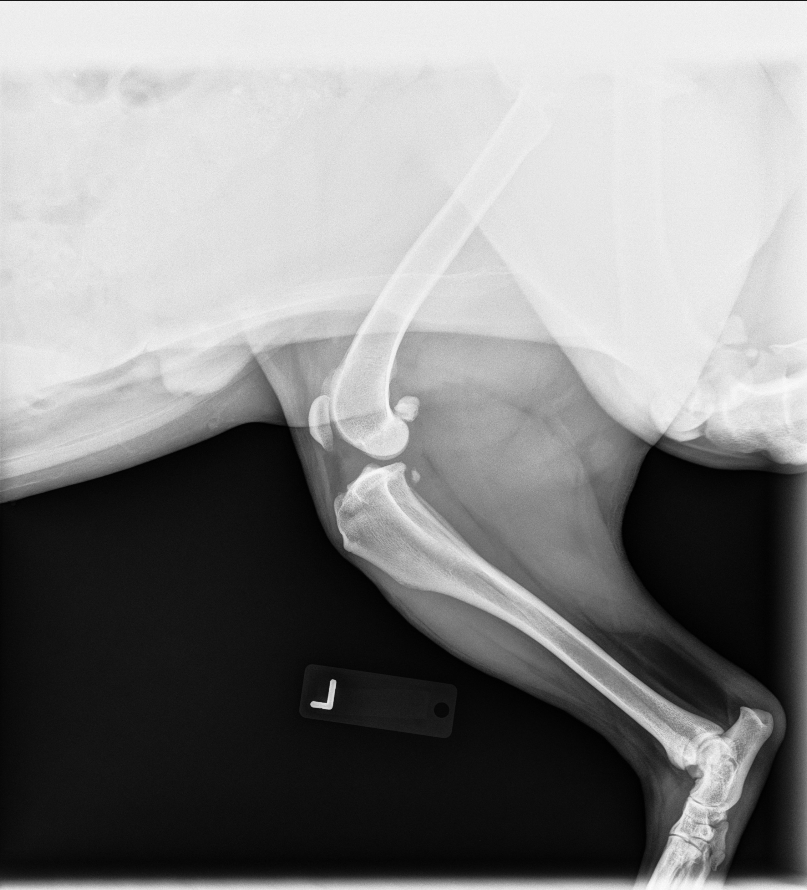 Help Kodi Get Back on His Paws campaign photo, 5 of 7