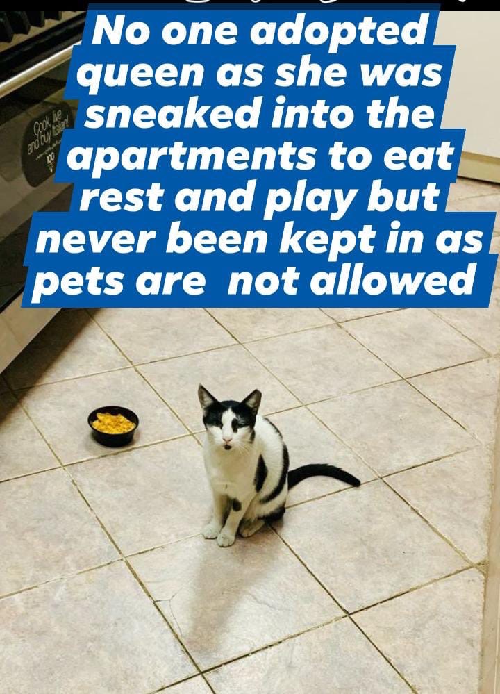 Help our beloved community cat Queen from EK6 Dubai campaign photo, 7 of 8