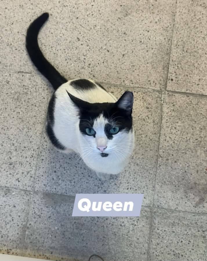 Help our beloved community cat Queen from EK6 Dubai campaign photo, 4 of 8