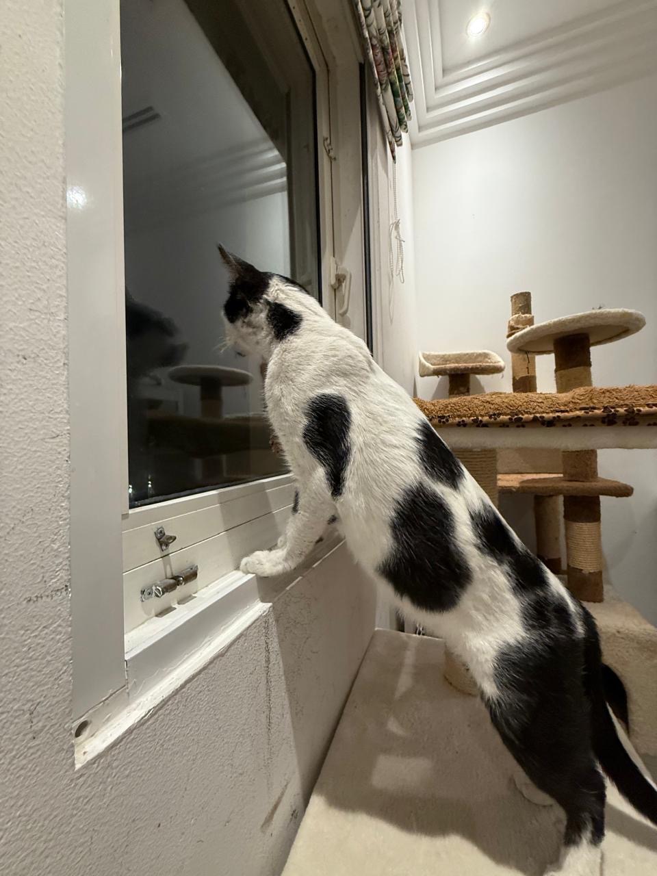 Help our beloved community cat Queen from EK6 Dubai campaign photo, 2 of 8