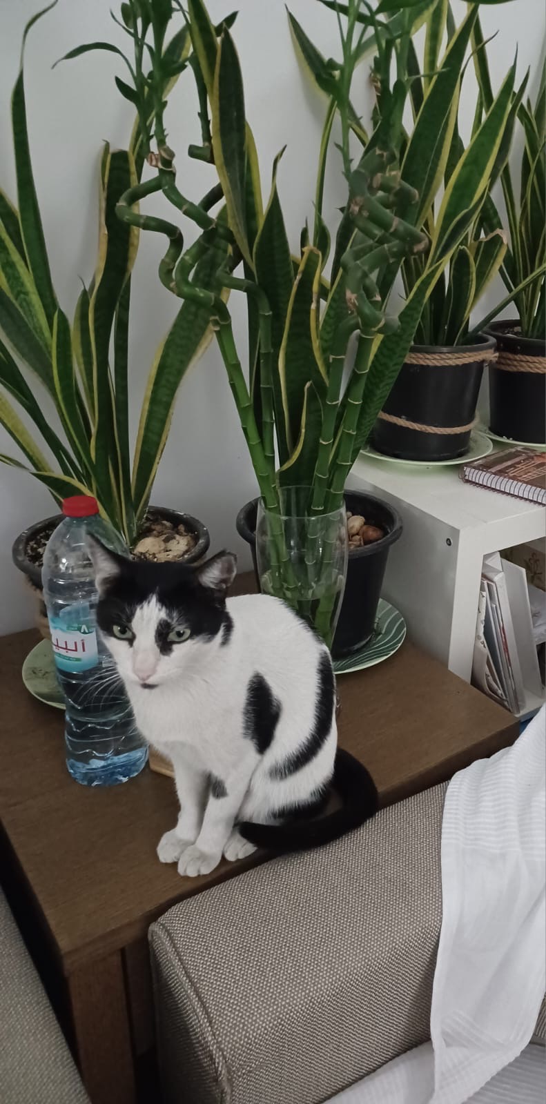 Help our beloved community cat Queen from EK6 Dubai campaign photo, 5 of 8