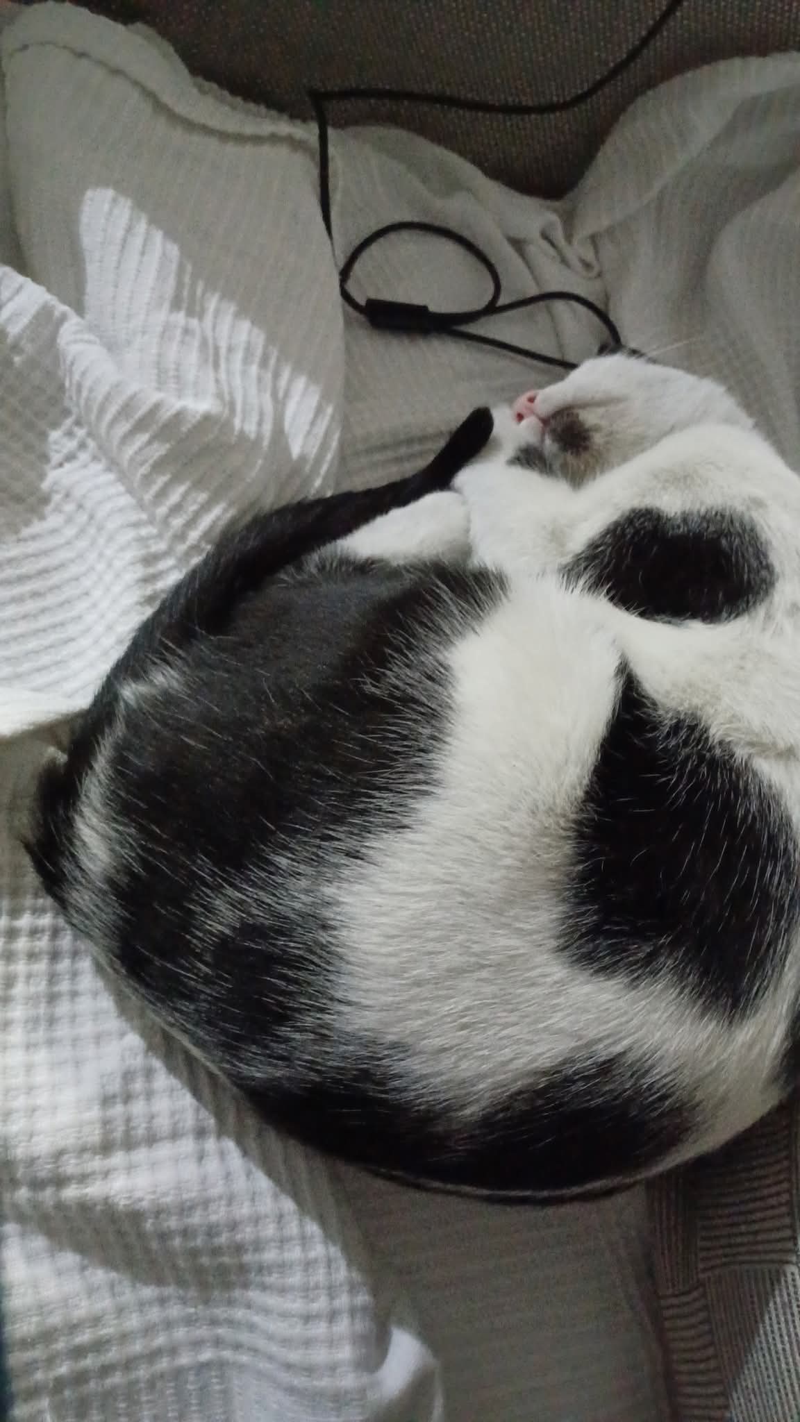 Help our beloved community cat Queen from EK6 Dubai campaign photo, 6 of 8