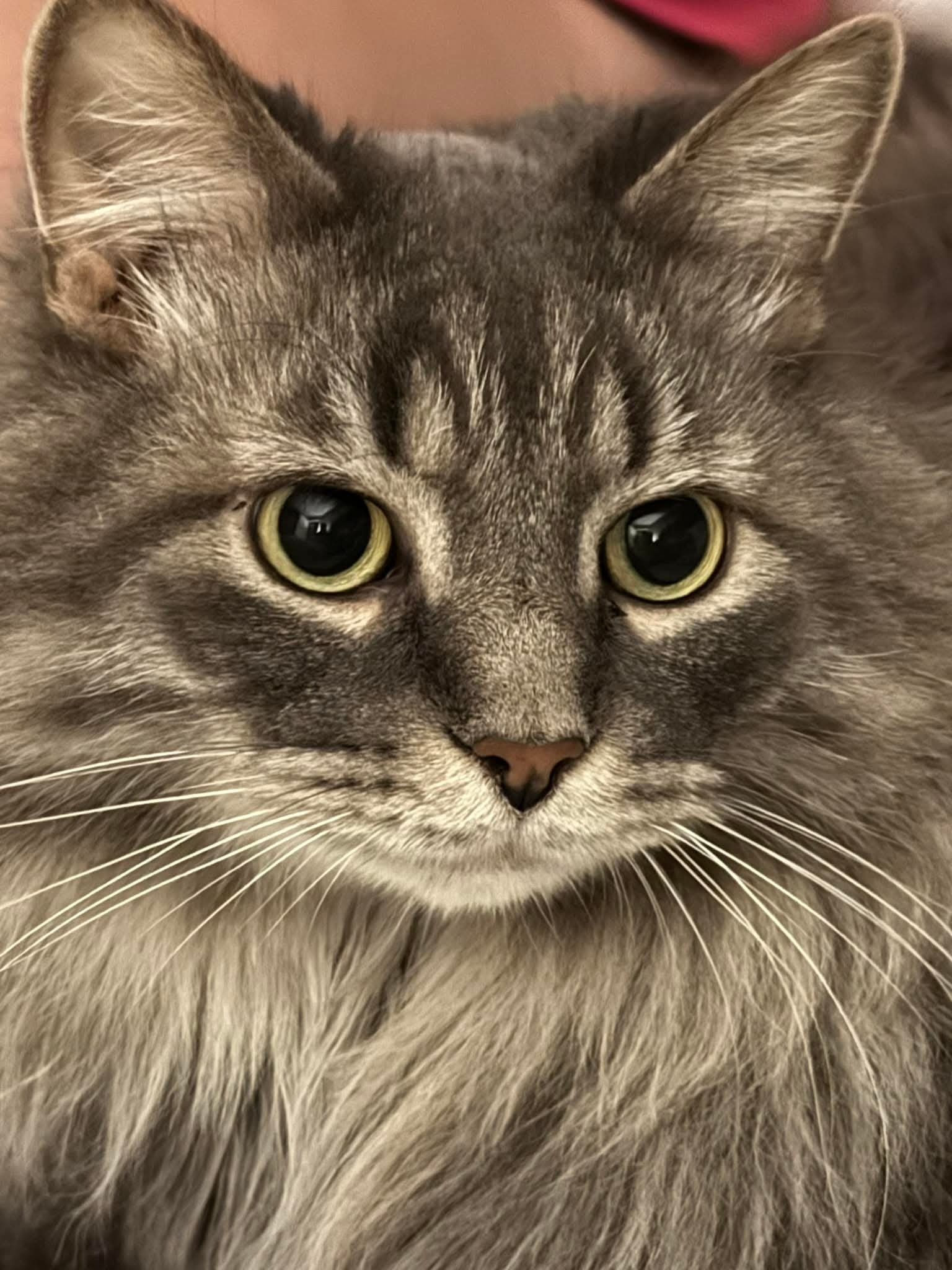 Help Remmie Get Lifesaving Care campaign photo, 4 of 8