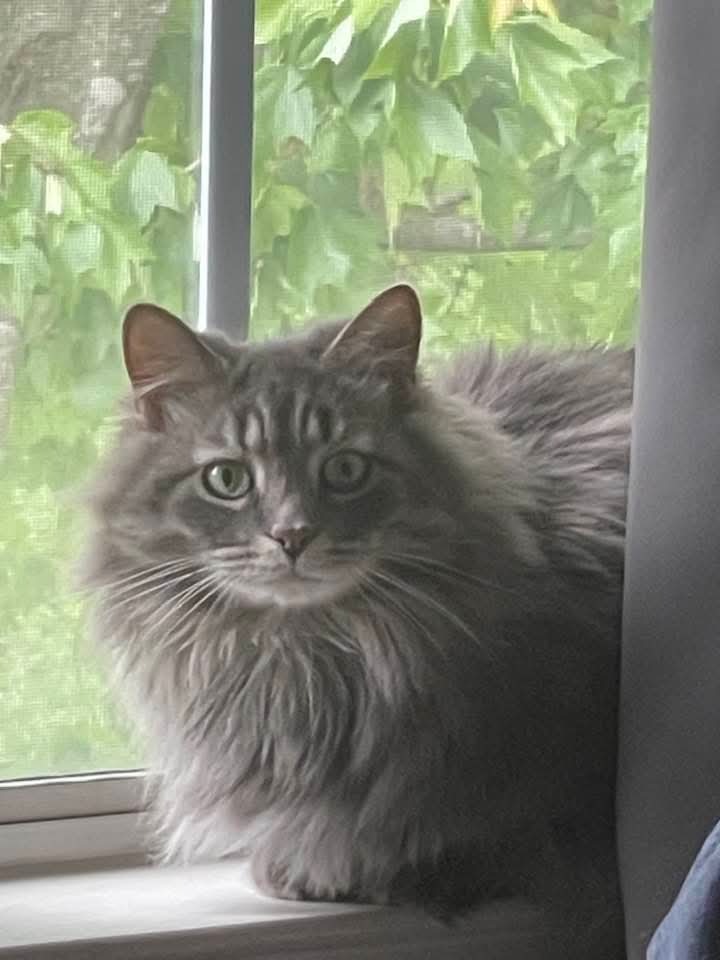 Help Remmie Get Lifesaving Care campaign photo, 2 of 8