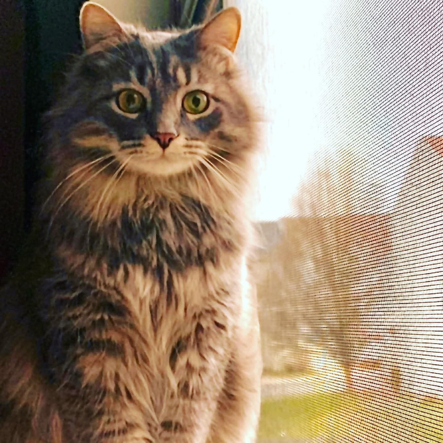 Help Remmie Get Lifesaving Care campaign photo, 6 of 8