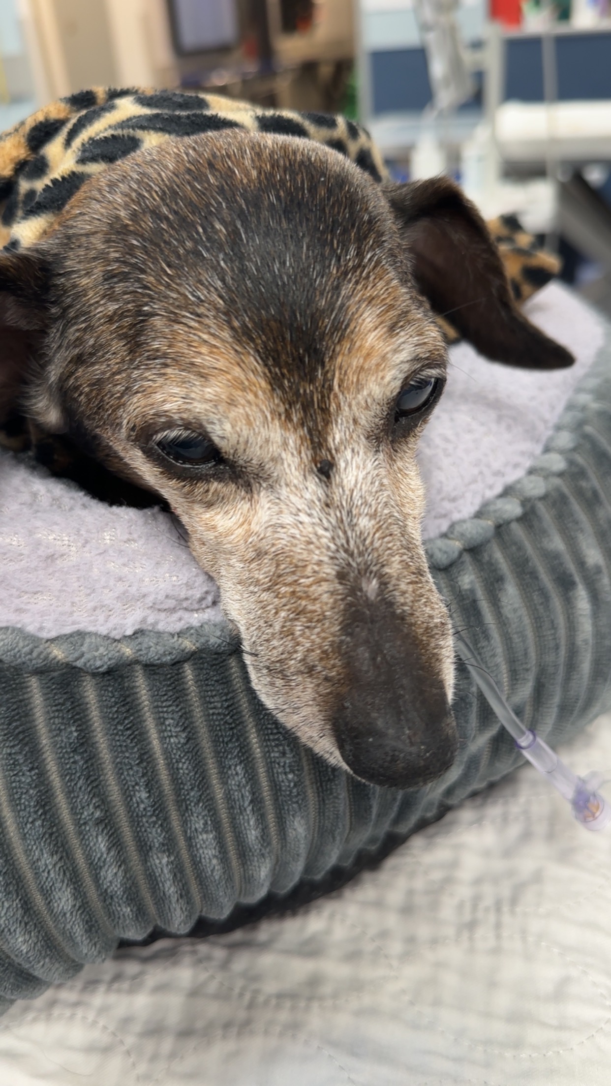 Support Mya's Urgent Medical Care campaign photo, 5 of 6